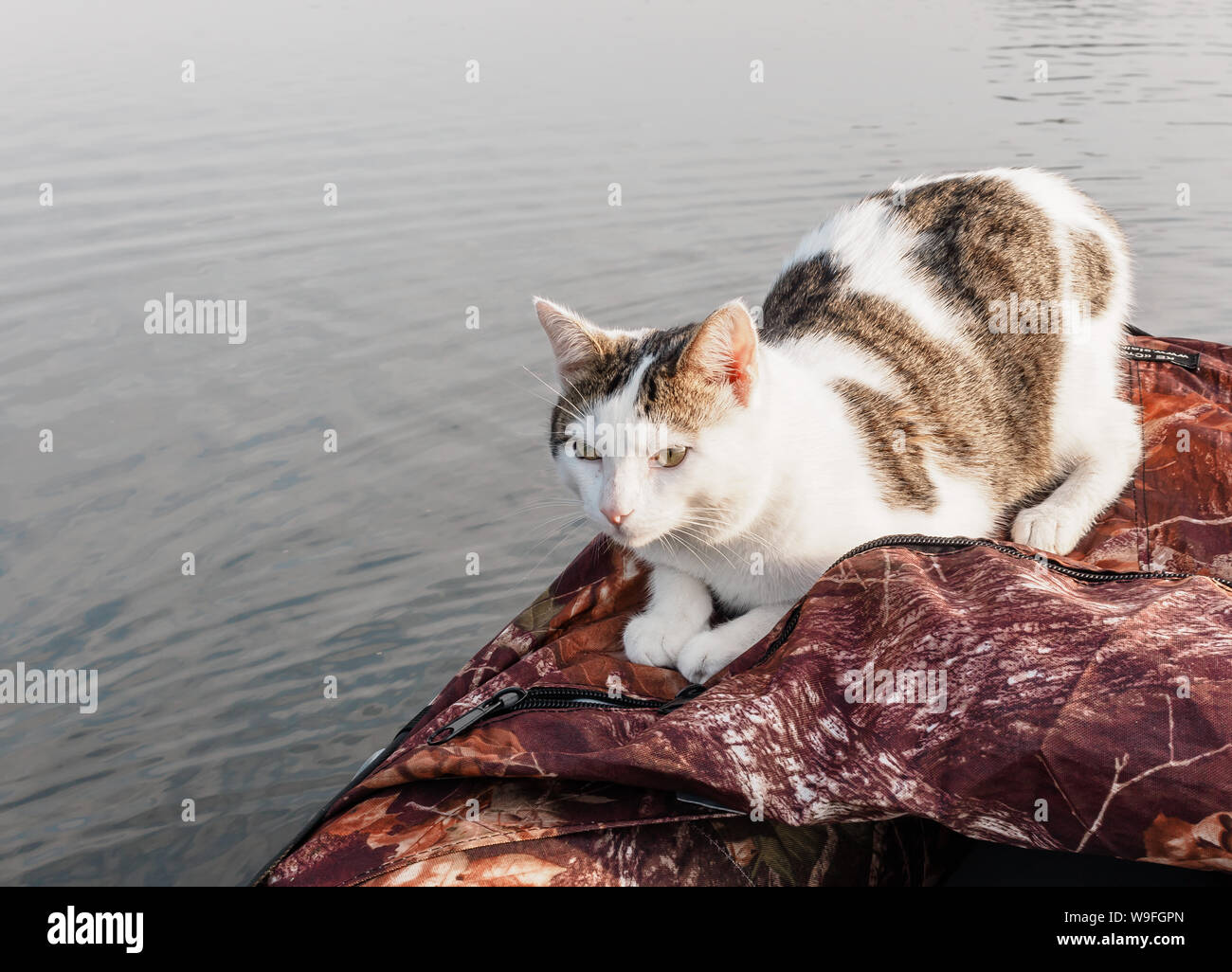 Chat domestique jouit de la liberté à l'extérieur de la chambre sur la pêche avec les propriétaires en début de matinée dans la nature. Le chat la pêche sur le bateau gonflable sur le Banque D'Images