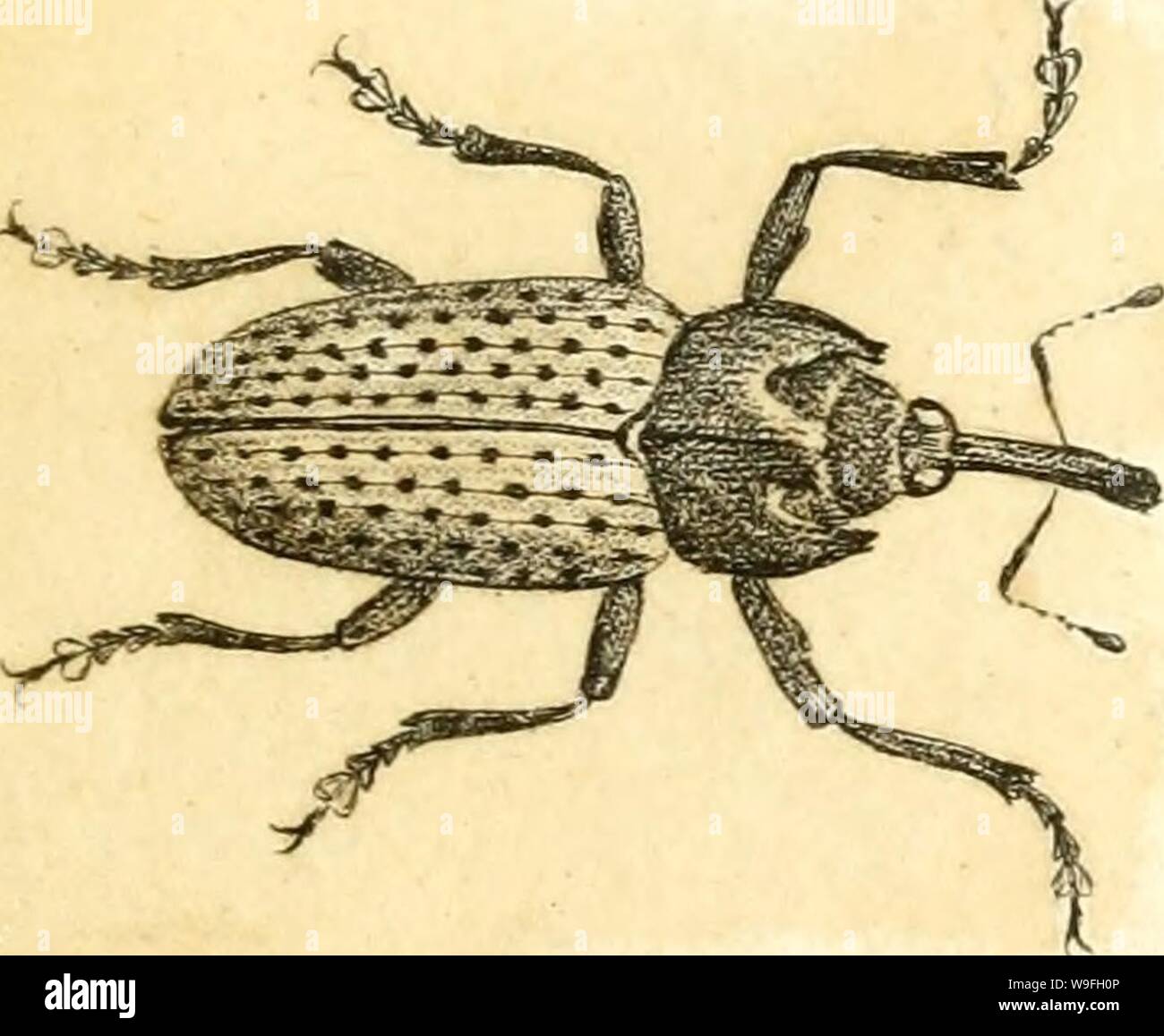 Image d'archive à partir de la page 42 de [Curculionidae] (1800) Banque D'Images