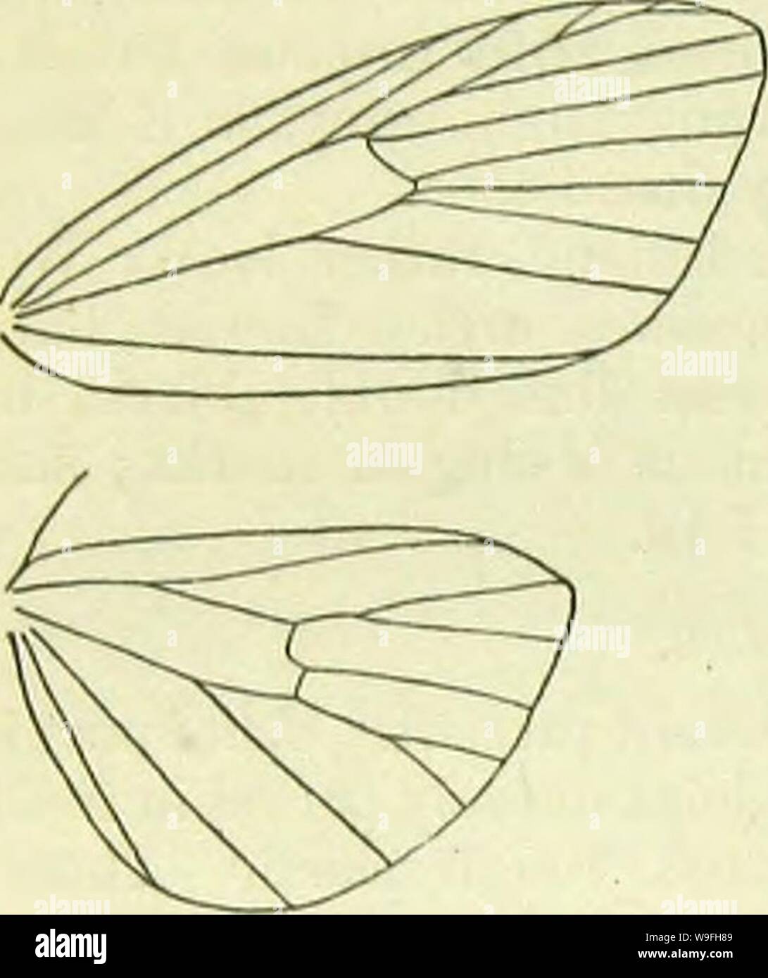 Image d'archive à partir de la page 43 d'un manuel de British lepidoptera. A handbook of British lepidoptera CUbiodiversity1126142 Année : 1895 ( CARADRIN Neumtion1NA [de Umfta striguta d'Uraba. Tête et thorax entièrement blanc . . 2. albula. " " Pas tout blanc . .1. stric/ula. 1. U. strigula, Schiff. 18-21 mm. Blanc, Gris tête visage- saupoudré ; collier gris, blanc avec une arme à noirâtre anterior barre transversale. Blanc, bord antérieur du thorax noirâtre. Ailes avant- ochrcous - tonalité blanchâtre, finement saupoudré d'fnscons et noir ; costa noir marqué vers la base ; première et deuxième lignes noirâtres, sinué, fortement un Banque D'Images