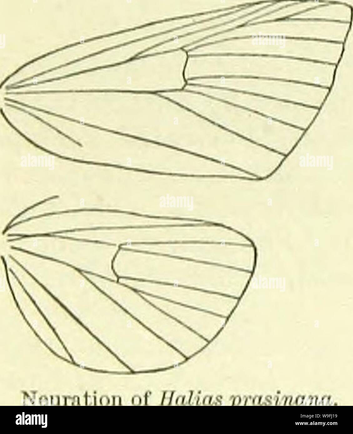 Image d'archive à partir de la page 45 d'un manuel de British lepidoptera. A handbook of British lepidoptera CUbiodiversity1126142 Année : 1895 ( OARADRININA llYLOPHILA M â [cilié. Palpi courte, ordre croissant, avec échelles. apprimés Thorax velu sous peu. L'abdomen sans à-scellé. Tibias lisse - à l'échelle. Aile antérieure : 9 et 10 sur 8. Ailes postérieures : 3 et 4 connées, 5 proches de 4, 6 et 7, 8 de connées milieu de cellule. Deux ou trois espèces présentes dans l'Asie tempérée sont affectés au même genre. Larve sans cheveux-touffes. En forme de bateau, Cocoon. 1. H. bicolorana, Ftiesl. (Quercana, Sehiff.) 40-45 mm. Chef gr Banque D'Images