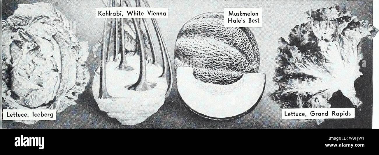 Image d'archive à partir de la page 48 du rapport annuel 1939 du jardin de Currie. Currie's garden : annuel 1939 curriesgardenann curr195 Année : 1939 ( LA LAITUE (suite) WAYAHEAD -très tôt de grandes dirigée. Feuilles vert clair, à l'extérieur à l'intérieur et le cœur golden-yel- ow. I 02., 15c ; 1/4 lb., 50c ; J'lb., 1,25 $ ; Pkt., lOc. Peut-KING se développe rapidement, formant de grands chefs. Les feuilles extérieures sont teintées de brun, coeur jaune riche. J'oz., 20c ; 1/4 lb., 50c ; J'lb., 1,25 $ ; Pkt., lOc. Graines NOIRES SIMPSON (titre sélectionné)-une variété de forçage préférés ; plus clairs et près du double de la taille de l'enroulée Simpson. J'oz., 20c ; 1/4 l Banque D'Images