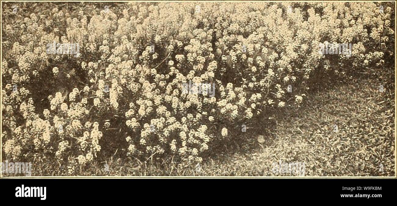 Image d'archive à partir de la page 50 de Currie's Farm et jardin annuel. Currie's Farm et le jardin de printemps annuel : 1926 curriesfarmgarde19dev. 9 Année : 1926 ( LISTE DE CHOIX DES GRAINES DE FLEURS POUR 1926. 45 ALYSSUM. Le délicat parfum de miel, comme des fleurs de cette petite plante tant prisée en bouquets et paniers, rend peu probable que ce vieux favori ne sera jamais mis de côté. Utile pour les vases, lits et corbeilles suspendues. H. A. Pkt. Tapis de très SnowâA et nain de plus en plus compact Alyssum, les plantes formant une masse solide de blanc tout au long de la saison, être- commence à fleurir quand assez petit. Oz. Banque D'Images