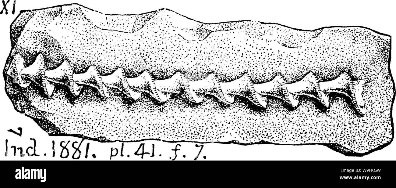 Image d'archive à partir de la page 51 d'un dictionnaire des fossiles Banque D'Images