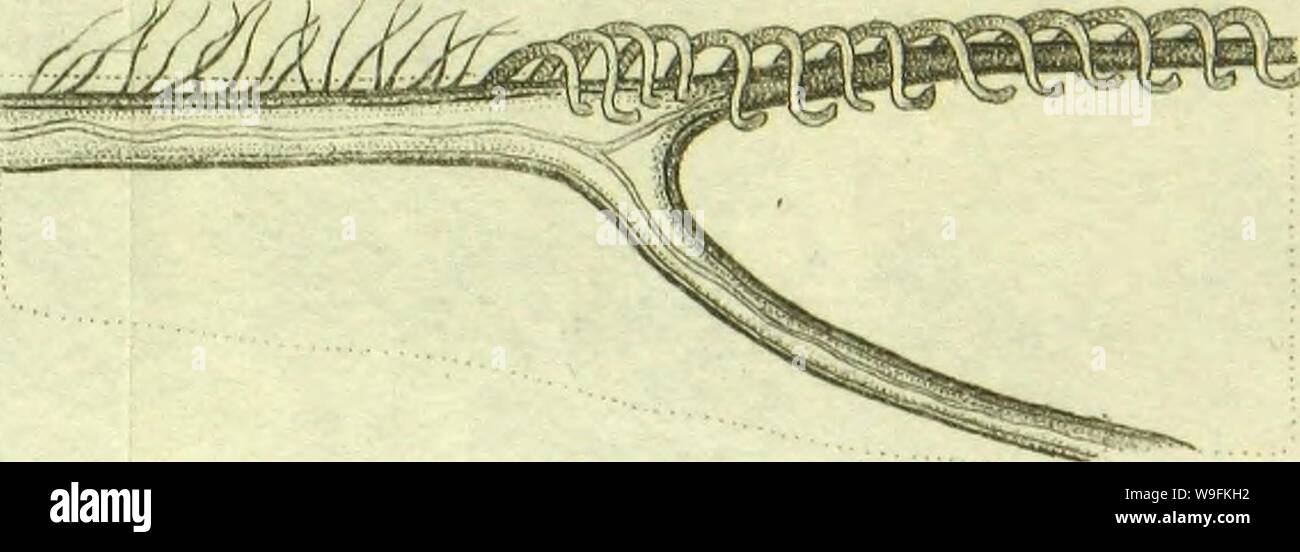 Image d'archive à partir de la page 50 d'observations sur les ailes des. Observations sur les ailes des hyménoptères Année : 1818 CUbiodiversity1129070 ( gBU !.j.l"Wi;w Banque D'Images