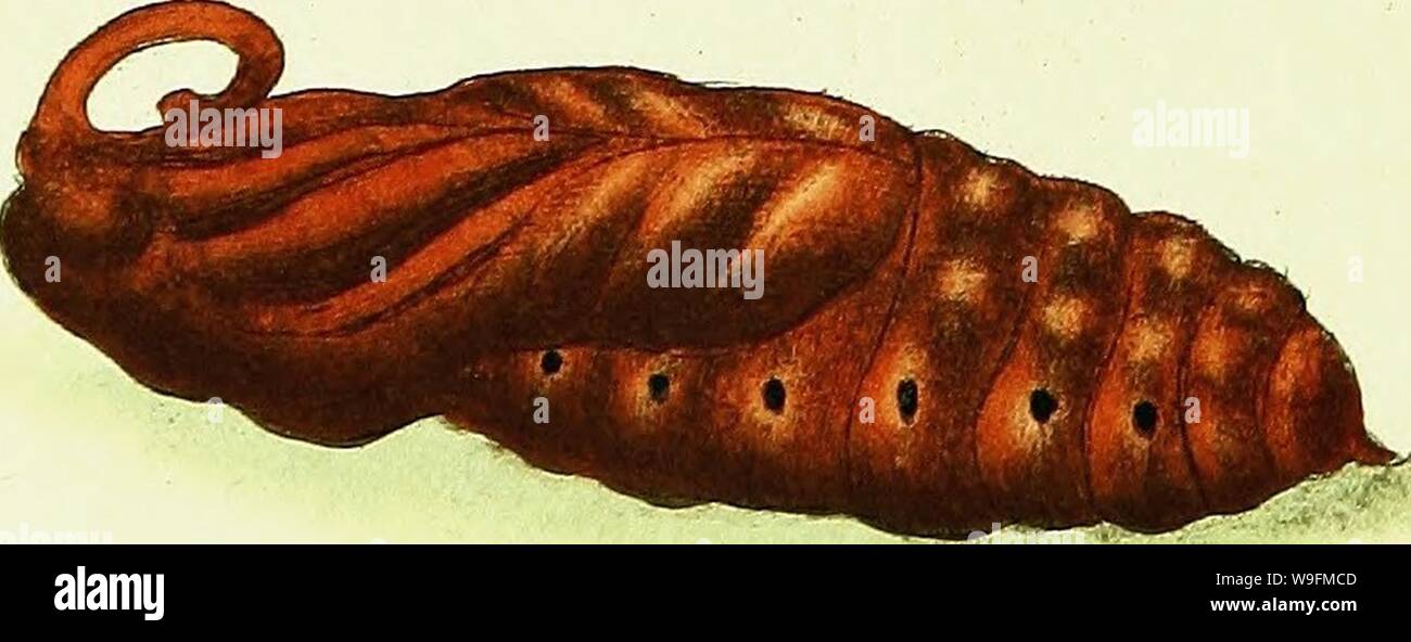 Image d'archive à partir de la page 53 de l'histoire naturelle des Britanniques. L'histoire naturelle des insectes britanniques ; expliquant dans leurs plusieurs membres, avec les périodes de leurs transformations, leur nourriture, l'oeconomie, &c. avec l'histoire de ces minutes insectes comme nécessitant une enquête par le microcsope. L'ensemble illustré par des chiffres de couleur, conçu et exécuté à partir de spécimens vivant CUbiodiversity1123244-9681 Année : 1792 ( Banque D'Images