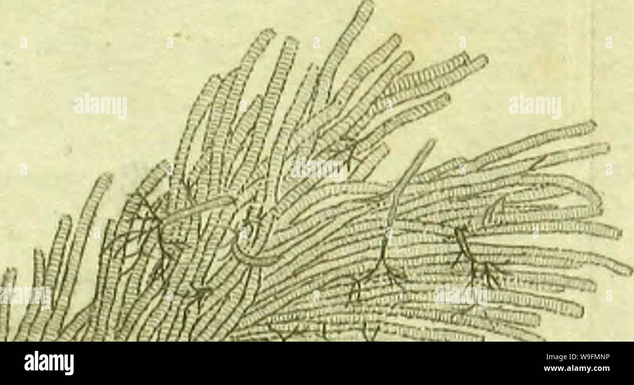 Image d'archive à partir de la page 54 d'observations sur les ailes des. Observations sur les ailes des hymeÌnopteÌres CUbiodiversity1129070 Année : 1818 ( Aaraa .'':â -/j. 2/, 1 Yaj v au ac/emaÂ Ã¹£ 7 @ mm Banque D'Images