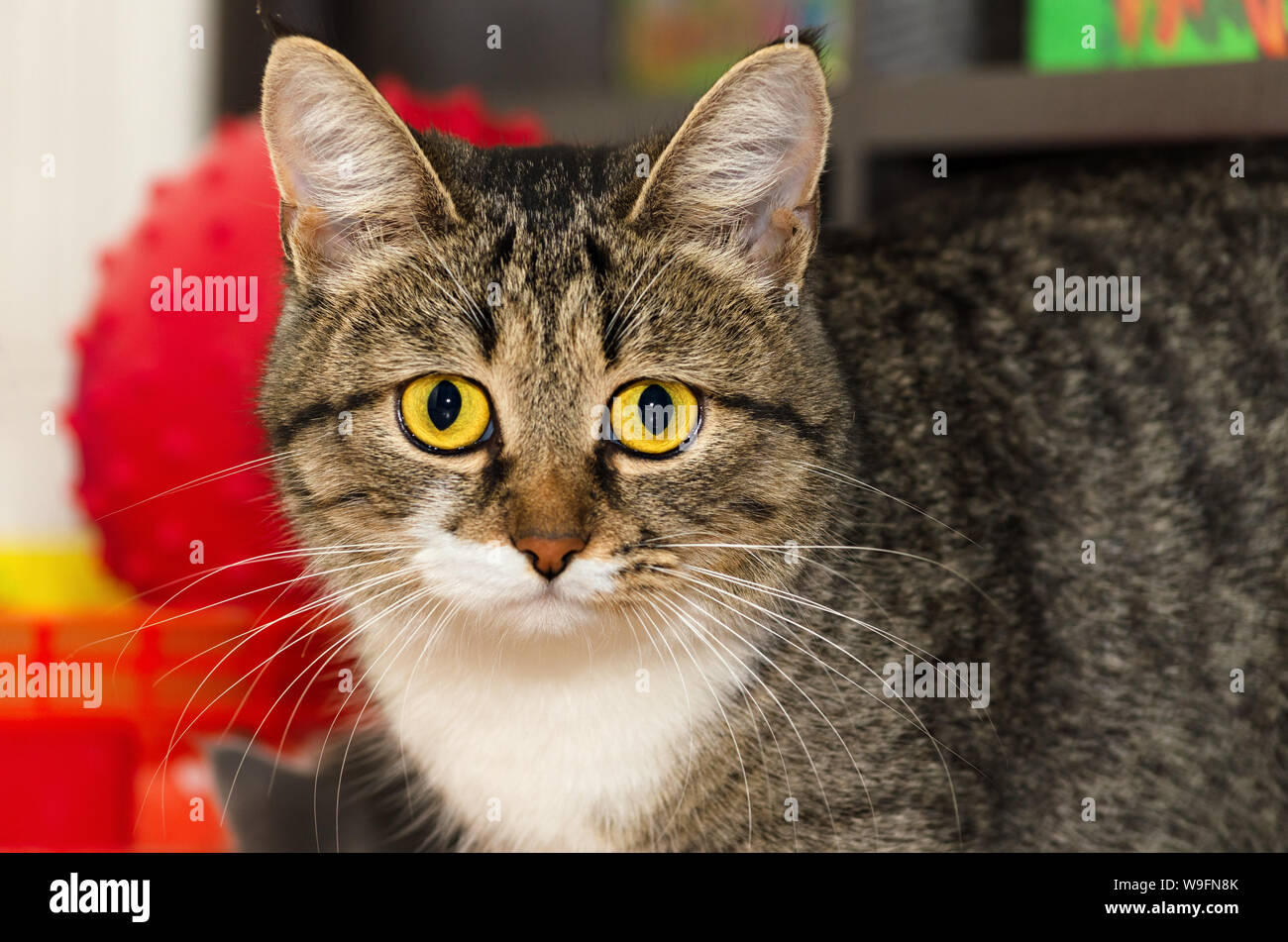 Portrait d'un chat, avec des yeux jaunes. Selective focus Banque D'Images