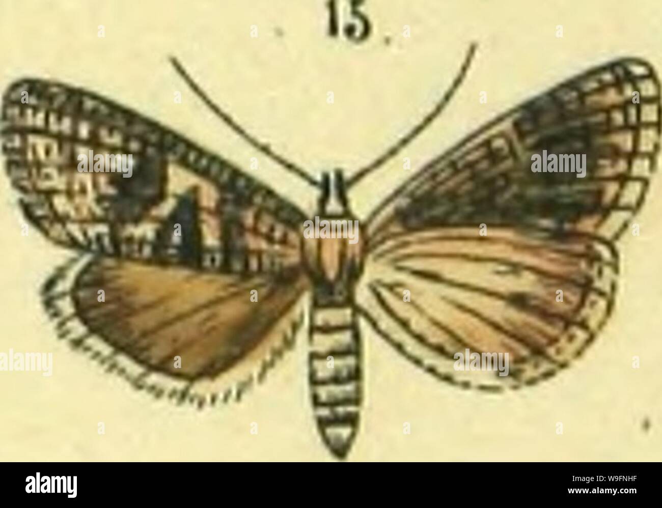 Image d'archive à partir de la page 58 de figure und Beschreibung europäischer Schmetterlinge. Figure und Beschreibung europäischer Schmetterlinge dans CUbiodiversity Order systematischer1127183 Année : 1858 ( m Banque D'Images