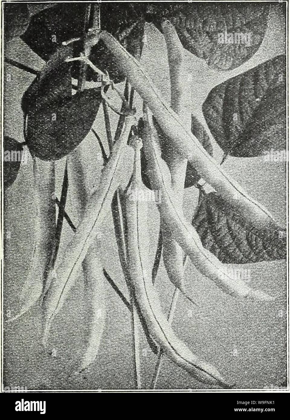 Image d'archive à partir de la page 58 de Currie Bros cinquante-huitième année. Currie Bros. : cinquante-huitième année 1933 curriebrosfiftye19AN COUR : ( 1933 Milwaukee, Wisconsin Page 55 Oignon Haricots Tendergreen CURRIE'S EXTRA GLOBE JAUNE DAN- VERS-La plus grande et meilleure forme de cropper un oignon jaune à l'heure actuelle sur le marché. Il est enregistré à partir de bulbes cueillis seulement, ce qui pour la couleur et la conservation ne peut être égalé, et ne doit pas être confondu avec le Globe jaune Danvers couramment vendus. Il s'agit d'une véritable forme de globe avec de très petites cou ; télévision- tened légèrement à l'origine fin. Pkt., 10c ; oz., 20c ; H I'd., 75c ; 1 Banque D'Images