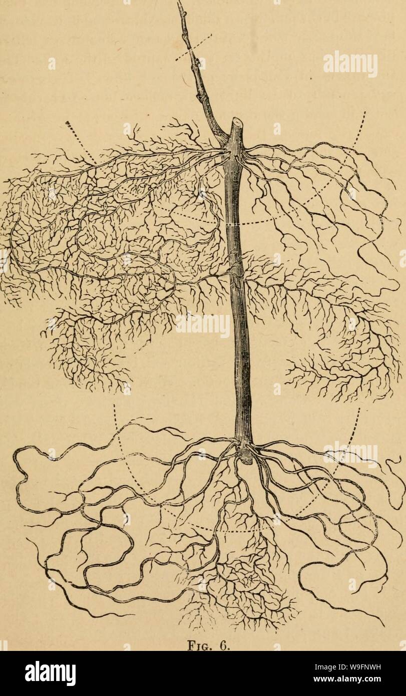 Image d'archive à partir de la page 58 de la culture de l'indigène. La culture du raisin indigènes cultivationofnat01husm Année : 1866 ( CULTURE DU RAISIN. 55 Banque D'Images