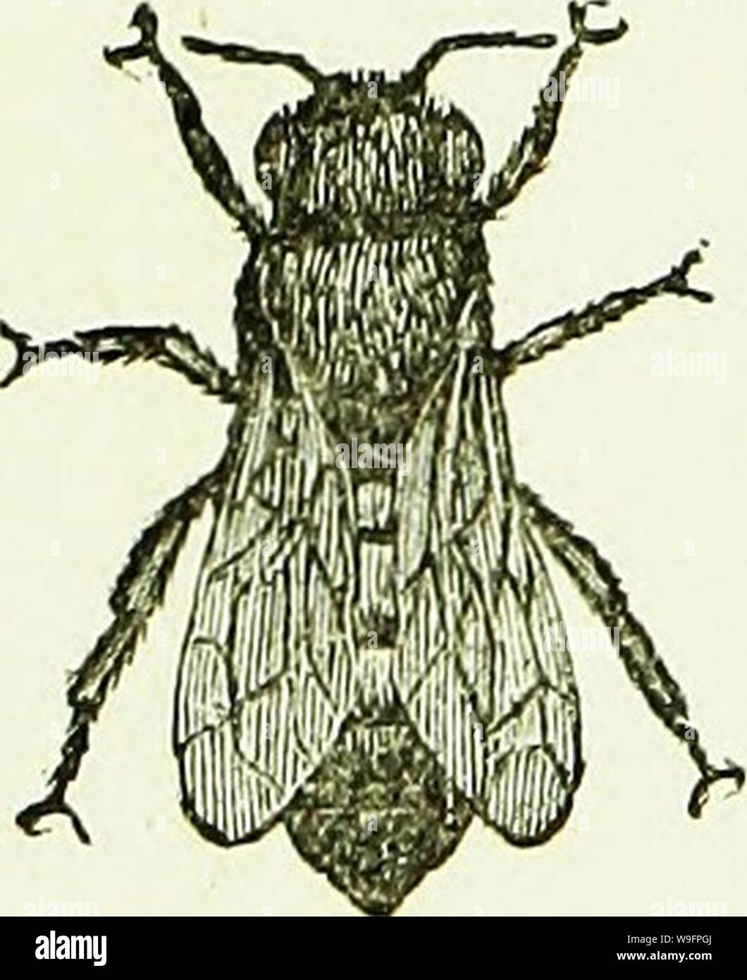 Image d'archive à partir de la page 61 du manuel d'abeilles de l'Australie et de l'illustré. L'Australasian illustré manuel d'abeilles et l'apiculture moderne guide complet de la culture dans l'hémisphère sud. Avec c'est constituée la "Nouvelle-Zélande" manuel d'abeilles considérablement augmentée, révisé et réécrit la plupart du CUbiodiversity1228471 Année : 1886 ( Fig 5, LE DRONE-abdomens. pour la cire, sécrétant de sorte qu'ils sont physiquement incapables de faire le travail ordinaire de la ruche. Le Bureau est d'imprégner les jeunes reines, mais très peu ont la chance de le faire ; ceux qui ont, de mourir tout de suite après, et le reste est usuall Banque D'Images