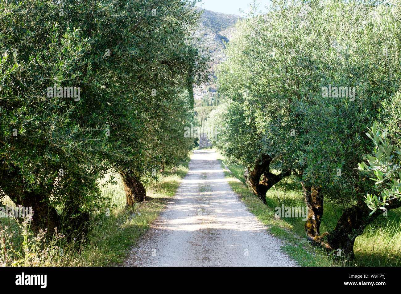 Une route de gravier à travers une ancienne oliveraie dans la montagne à Agios Nikolaos, Kefalonia, Grèce. Banque D'Images