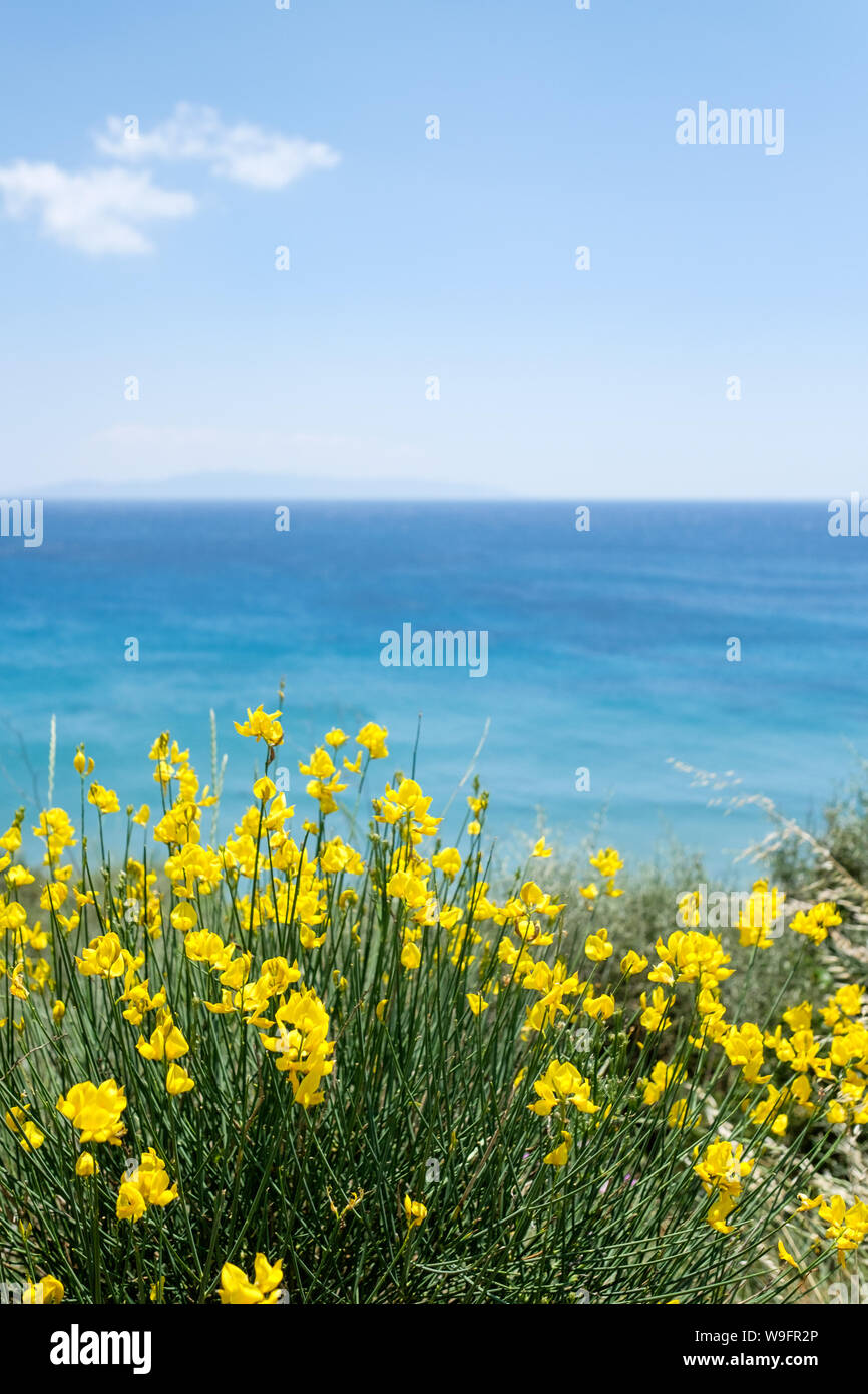 Les fleurs jaunes de balai espagnol vues de l'île de Kefalonia en Grèce, avec la mer Ionienne et Zakynthos en arrière-plan. Banque D'Images