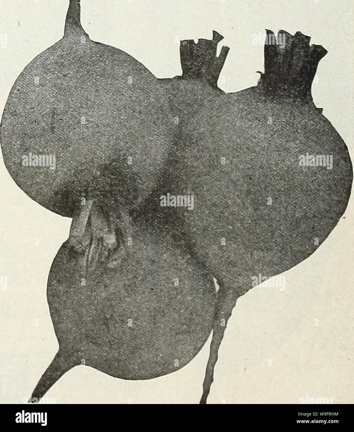 Image d'archive à partir de la page 65 de la Chalp jardin chaque printemps. Currie's garden : printemps 1931 annuel 56e année curriesgardenann19an cour : 1931 ( Crimson Globe. Detroit rouge foncé. L'Edmand tôt. Crosby's. Début de l'Égyptien. Eclipse. Anciens modèles. La CHALP FIREBALL un début très distincts en forme de globe parfaitement la betterave, avec les meilleures qualités de la table. La chair est un b ;-illiant fiery red, fine, très solide, croustillante et sucrée. Il dispose d'une petite racine, feuilles minces et une peau lisse, ce qui en fait de précieux pour le cadre de travail, et tout aussi souhaitable que le terrain ouvert. Il est aussi tôt que le Comte Banque D'Images