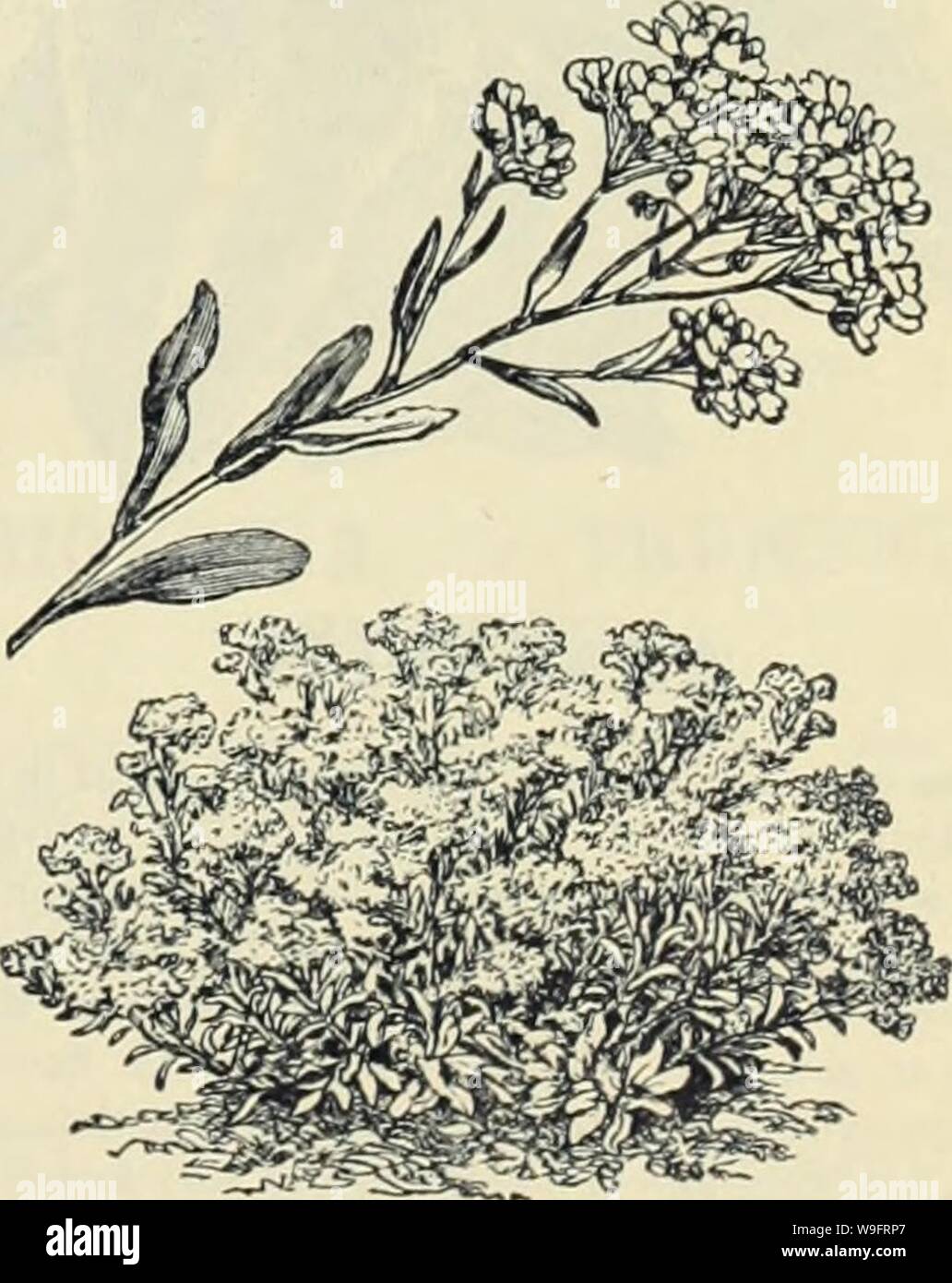 Image d'archive à partir de la page 66 de Currie Bros' guide horticole . Currie Bros.' guide horticole : printemps 1888 curriebroshortic1888an cour : 1888 ( ALYSSUM. Très souhaitable à floraison de petites usines pour des vases ou des paniers suspendus. CoUoseus-Largo fleurs, produites sur de longues tiges, appropriée pour les fleurs coupées. Doux parfum-Double ; fine pour les fleurs coupées. Le GEM-une belle variété panaché ; fleurs doubles. Tom Thumb-nain très fine ; pour les tapis d'appoint. Chacun, 10 cte. Banque D'Images
