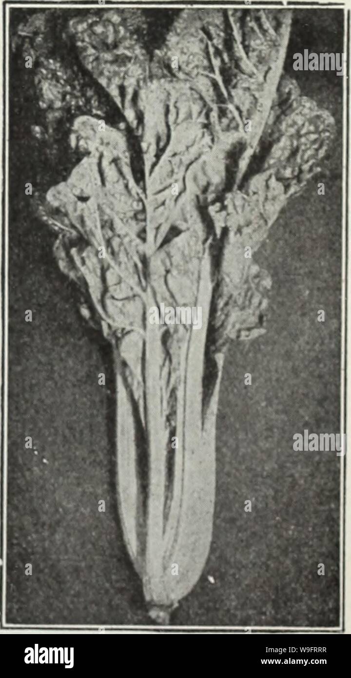 Image d'archive à partir de la page 66 de Currie's Farm et jardin annuel. Currie's Farm et le jardin de printemps annuel : 1930 curriesfarmgarde19an cour : 1930 ( Crimson Globe Detroit rouge foncé. L'Edmand tôt. Crosby' Début de l'Égyptien. Anciens modèles. La CHALP FIREBALL-un début très distincts en forme de globe parfaitement la betterave, avec les meilleures qualités de la table. La chair est un brillant rouge ardent, très solide, fine, croquante et sucrée. Il dispose d'une petite racine, feuilles minces et une peau lisse, ce qui en fait de précieux pour le cadre de travail, et tout aussi souhaitable que le terrain ouvert. C'est dès la première des f Banque D'Images