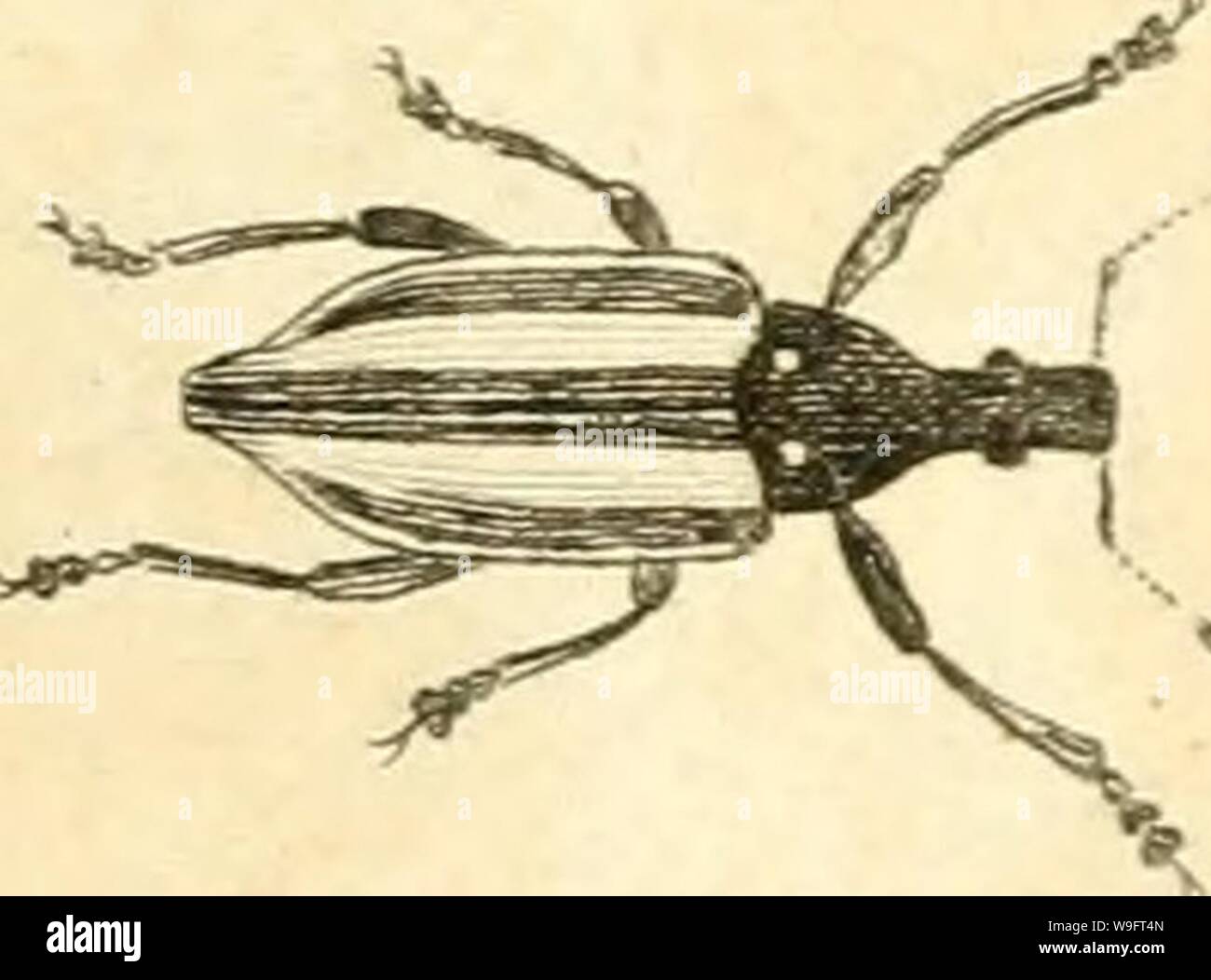 Image d'archive à partir de la page 68 de [Curculionidae] (1800) Banque D'Images
