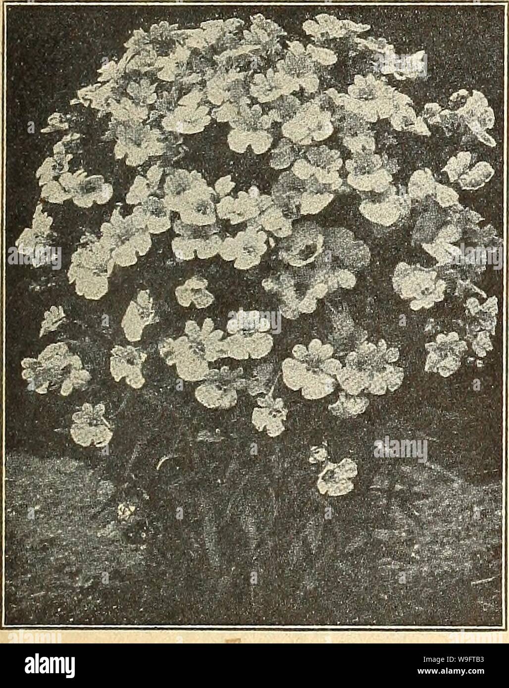 Image d'archive à partir de la page 68 de Currie's Farm et jardin annuel. Currie's Farm et le jardin de printemps annuel : 1926 curriesfarmgarde19dev. 9 Année : 1926 feuilles panachées de hauteur ( Nasturtium-Fine mélangée. Pkt. 10 ; oz. 15c ; feuilles panaché Nain Nasturtium-Fine mélangée. Pkt. 10c ; oz. 15c ; lb. 50c, y, lb. 50C. Feuilles de lierre NASTURTIUM. Une classe remarquable, compte abondamment star-comme des fleurs de différentes teintes de jaune, orange, rouge, etc., toutes magnifiquement coupé et frangé. Le feuillage est vert foncé, veiné blanc, et ressemble au lierre en forme. Feuilles de lierre haut Nasturtium-Fine mélangée. Pkt. lOc ; oz. 15c ; Banque D'Images