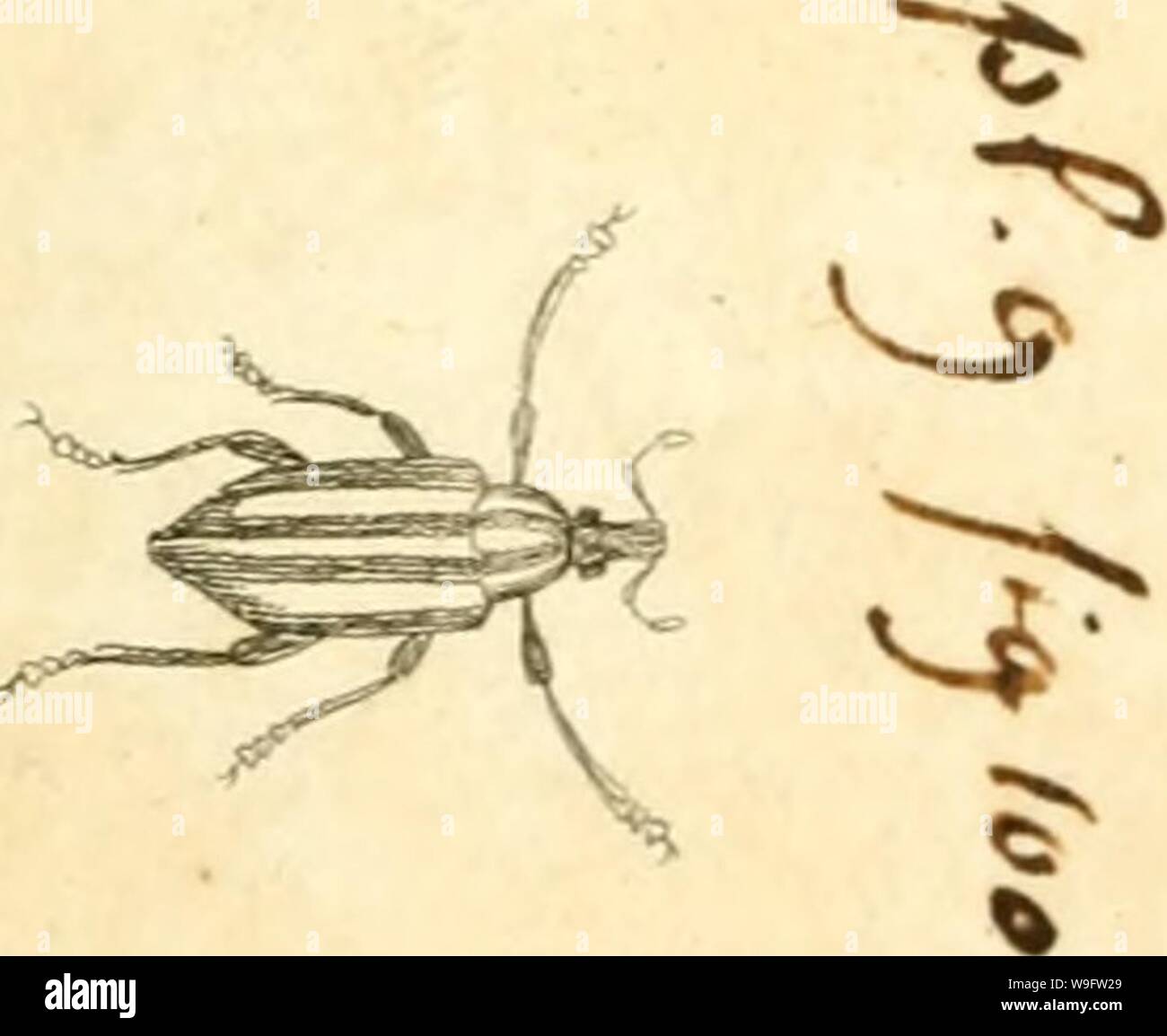 Image d'archive à partir de la page 72 de [Curculionidae] (1800) Banque D'Images