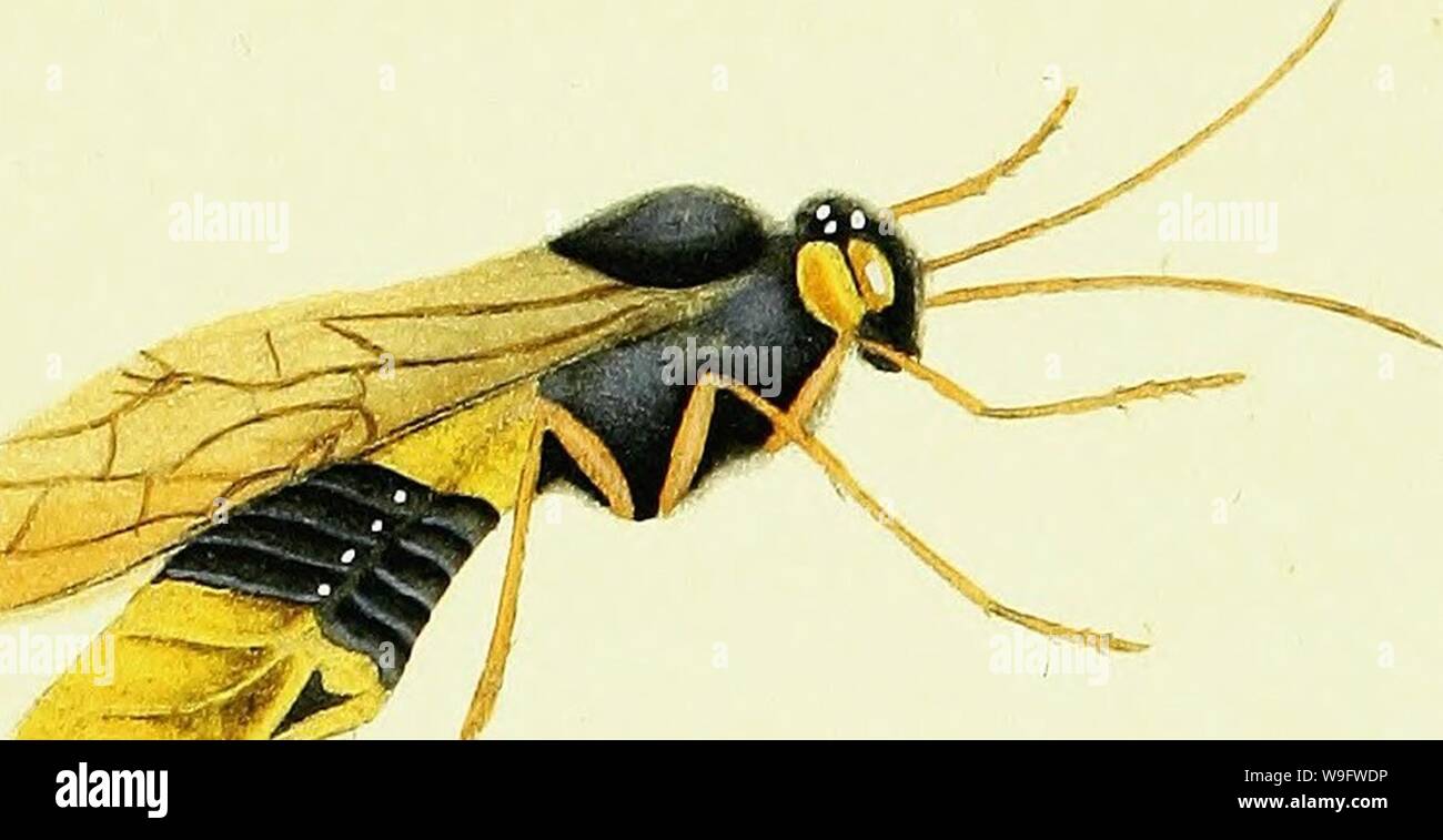 Image d'archive à partir de la page 73 de l'histoire naturelle des Britanniques. L'histoire naturelle des insectes britanniques ; expliquant dans leurs plusieurs membres, avec les périodes de leurs transformations, leur nourriture, l'oeconomie, &c. avec l'histoire de ces minutes insectes comme nécessitant une enquête par le microcsope. L'ensemble illustré par des chiffres de couleur, conçu et exécuté à partir de spécimens vivant CUbiodiversity1123244-9686 Année : 1792 ( , Banque D'Images