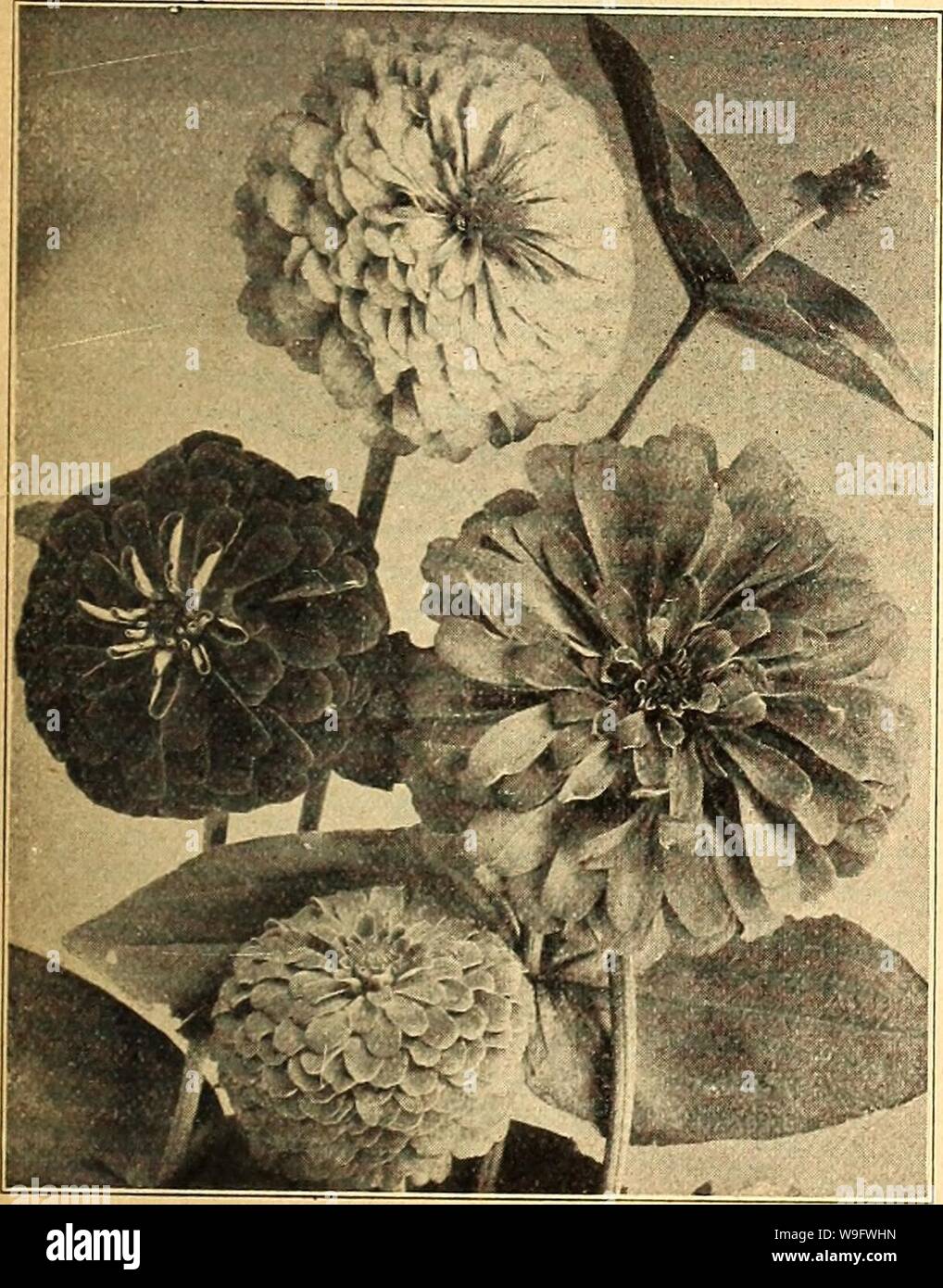 Image d'archive à partir de la page 74 de Currie's Farm et jardin annuel. Currie's Farm et le jardin de printemps annuel : 1925 50e année curriesfarmgarde curr198 Année : 1925 ( Currle Mammouth de verveine. Peut être élevé à fleur en août, si semé en pleine terre ; mais si semées en serre en avril, ils s'épanouissent en juin et tout au long de la saison. H. H. A. Pkt. Choix supplémentaires, Double Mixed- oz. 25c 10 Jacqueminot velouté cramoisi, riches en fleurs très doubles et produit en grande abondance. Vi oz. 25c 10-crested bouclé, et les fleurs sont très doubles, les pétales torsadés, gondolé et crested dans une grâce de plus Banque D'Images