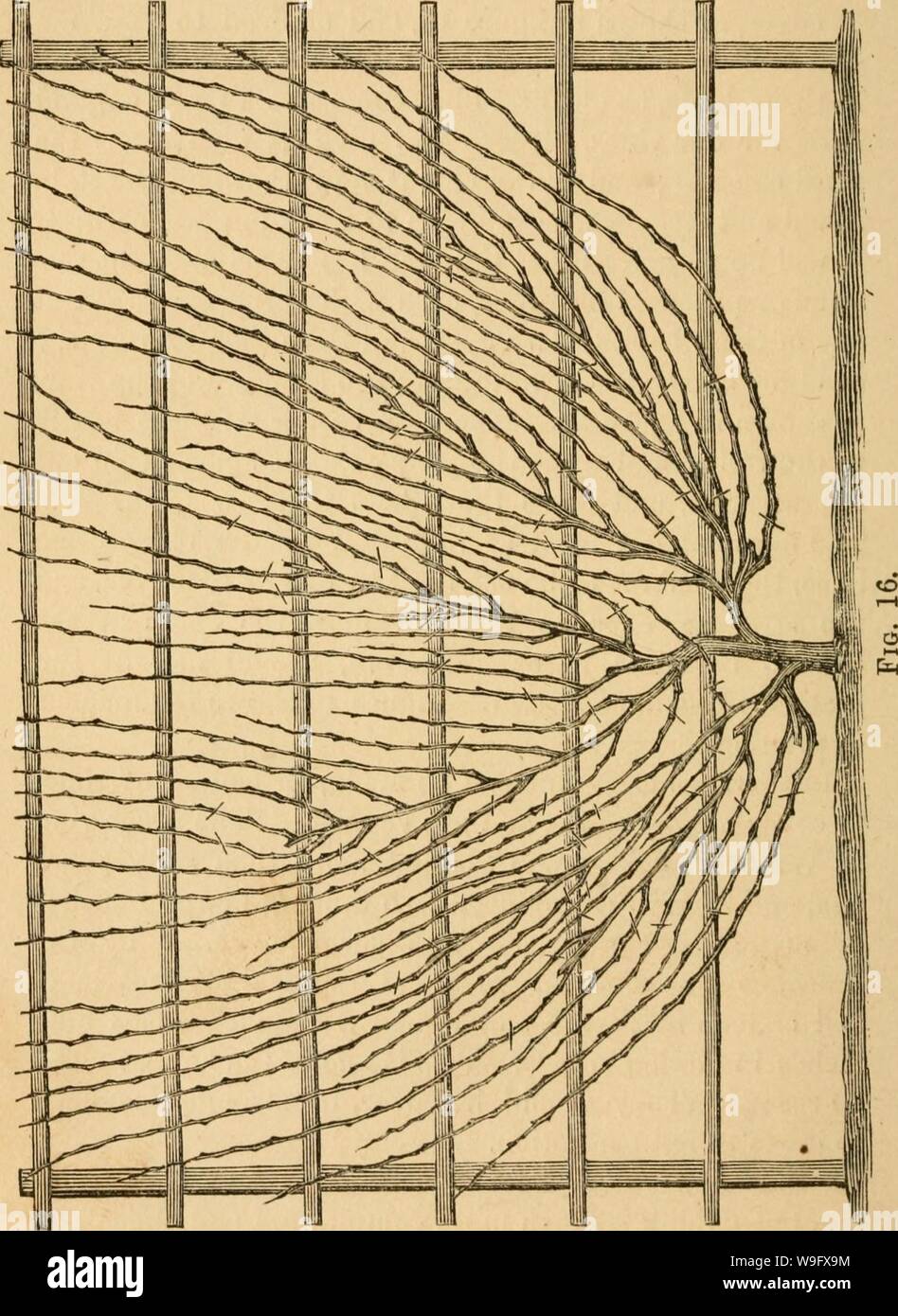 Image d'archive à partir de la page 77 de la culture de l'indigène. La culture du raisin indigènes cultivationofnat01husm Année : 1866 ( 74 01 CULTURE&Lt ;' le raisin. Banque D'Images