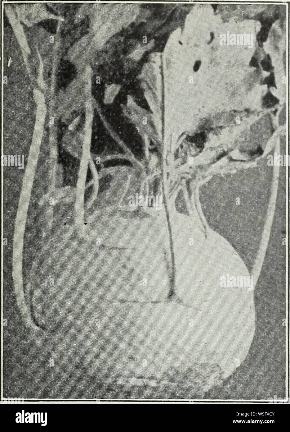 Image d'archive à partir de la page 78 de Currie's Farm et jardin annuel. Currie's Farm et le jardin de printemps annuel : 1930 curriesfarmgarde19an cour : 1930 ( KOHL-RABI sèment les graines au début du printemps et de transplantation de première lune en lignes n'est po et 6 pouces séparément dans les lignes. 1 oz. de 3 000 plantes. Les semences peuvent être semées en ..pen dans les exercices et les plantes éclairci à 6 pouces à part. Une once de semence s'ét 300 pieds de forage. • KOHL-RABI est spécialement adaptée à l'arrière-cour jardin. Il ressemble à un navet dans la saveur, et est prêt pour la table dans le sain.- façon. mais il n'nol croître commémoration Banque D'Images