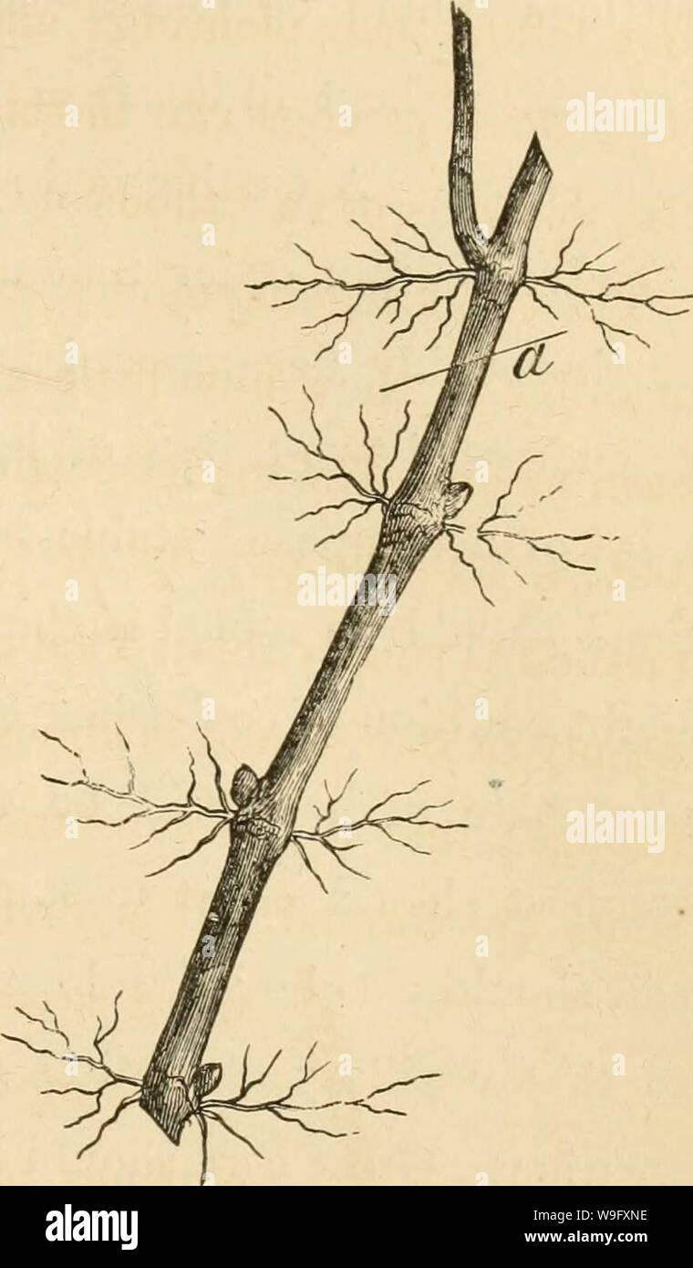 Image d'archive à partir de la page 80 de la culture du raisin (1866). La culture du raisin cultureofgrape00stro Année : 1866 ( CULTURE DU G 1} A P E. 71 faire une vigne indésirables. Il est vrai, plus les racines peuvent être coupées awa}, comme indiqué en fig. 14, à la ligne ", assurant ainsi un appareil compact et très satisfaisant ; la vigne mais ce faisant nous ce sac- rifice tAvo-tiers au moins des racines, les racines inférieures étant généralement plus fort. Comme la meilleure méthode pour l'air libre, je me félicite que la re- cut- tings être faite à l'automne ou au début de l'hiver, d'une longueur moyenne- av de sept pouces, et ayant à l Banque D'Images