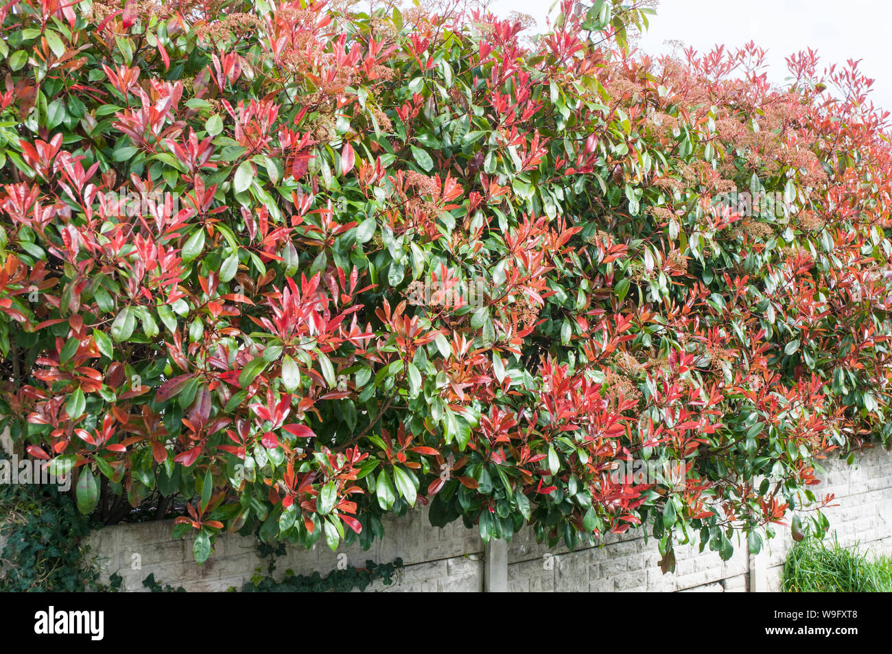Life Between The Flowers Evergreen Photinia Red Robin For