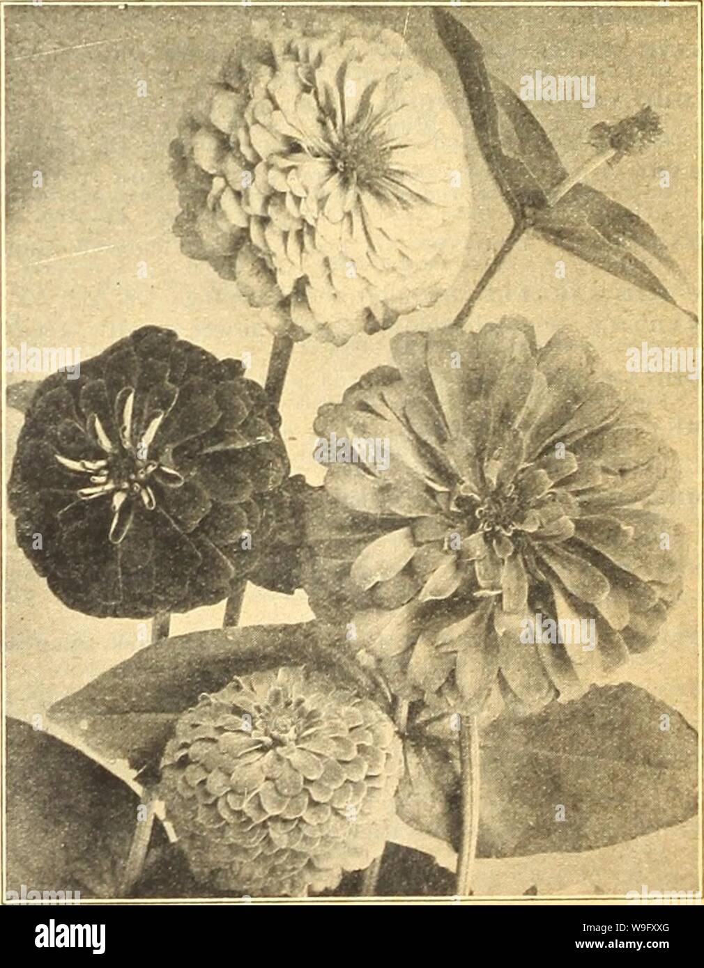 Image d'archive à partir de la page 81 de Currie's Farm et jardin annuel. Currie's Farm et le jardin de printemps annuel : 1921 46e année curriesfarmgarde19dev. 4 Année : 1921 ( Currle Verbenn Mammouth. W ULLFLOWEa. Une plante en grande estime pour sa riche, fleurs parfumées. H. H. P. DoubleâFinest SinRleâMixed m mixte 10 10 Belvolr CastleâBeautiful RedâSingle sang seul, jaune 10 WallflowerâAn variété annuelle annuelle de l'ancien jardin parfumé favoris qui s'semée au printemps peut être eu en fleur en juillet. -Couleurs mélangées 10 Zea maïs. Maïs japonais à rayures. Une des espèces ornementales de maïs, les feuilles étant très bien s Banque D'Images