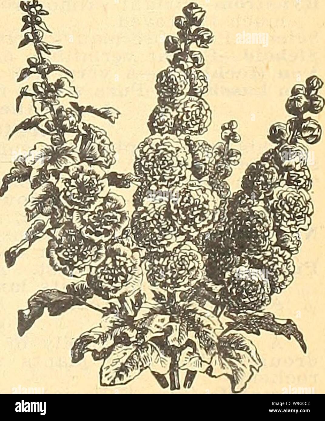 Image d'archive à partir de la page 86 de Currie's Farm et jardin annuel. Currie's Farm et le jardin de printemps annuel : 1923 48ème année curriesfarmgarde curr196 Année : 1923 ( GaiUardia. Heuchère SAIVGUIRTEA-alun racine. Il produit une abondance de fleurs un riche, des crimson. Chaque 25c ; un plus utile et souhaitable, Hardy, presque toutes les vivaces aux frontières de l'été. Excellent pour la coupe. Couleur par douz. 2,50 $. IRIS impériale japonaise-Iris Kaempferi. Les fleurs, qui mesurent de 8 à 10 pouces de diamètre sont dépassés sur la richesse de la couleur, forme et exquis de belles marques. Lié d'or-Large, blanc pur, avec de l'or b Banque D'Images