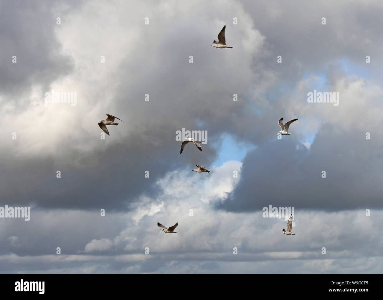 Petit troupeau des Goélands argentés (Larus argentatus) contre un ciel menaçant. Les jeunes oiseaux sont plumes brunes remplacé plus tard avec du gris et blanc Banque D'Images