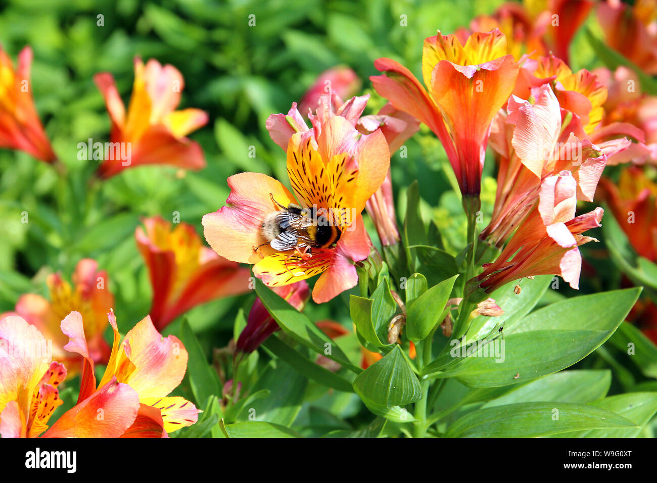 Un cerf chamois Bumblebee recueillir le nectar et le pollen d'une fleur Alstroemeria. L'abeille est le plus grand genre au Royaume-Uni. Banque D'Images