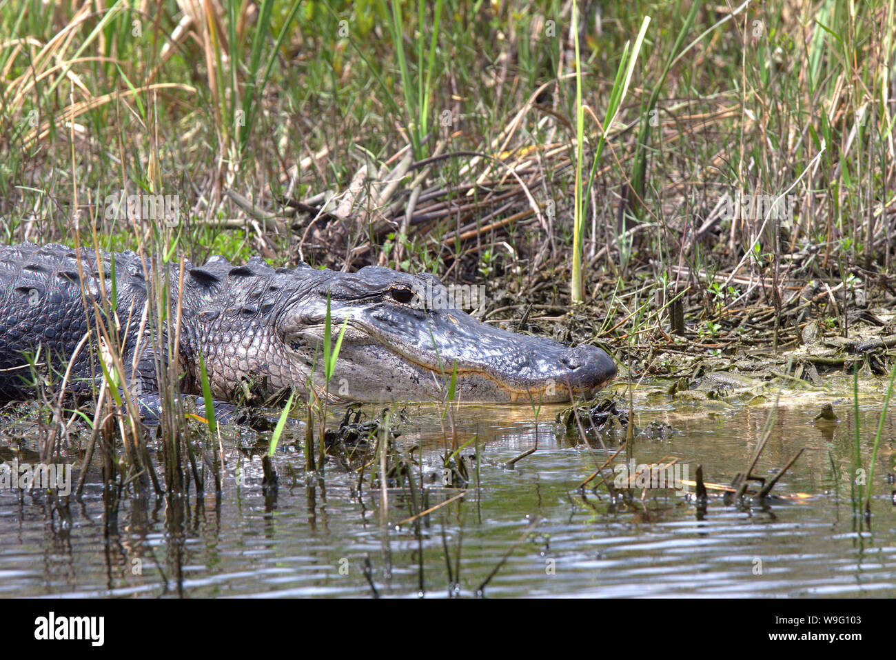 Un alligator au soleil par un cours d'eau dans les Everglades de Floride près de Coopertown. Montrant un peu de mordant. Banque D'Images