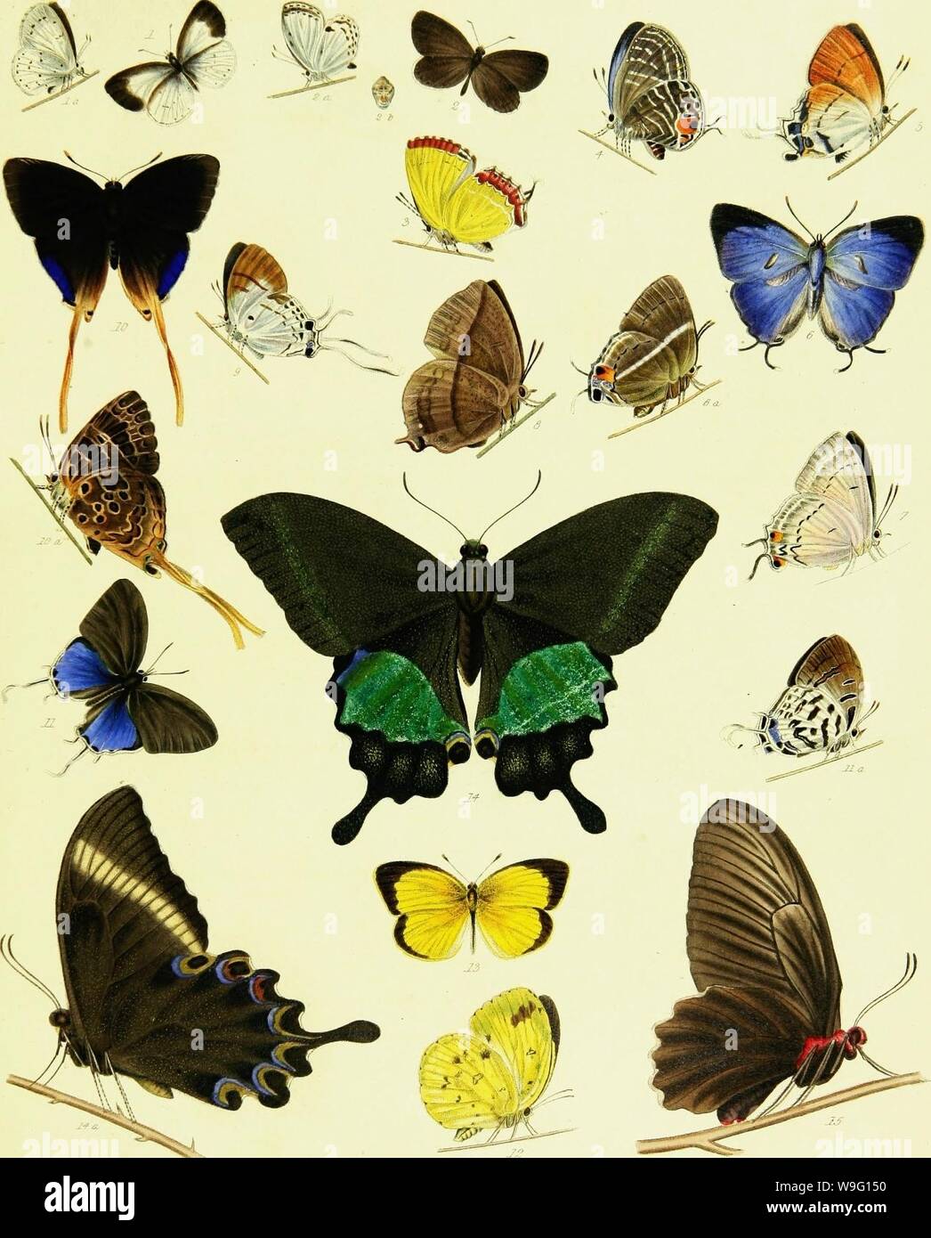 Image d'archive à partir de la page 90 d'un catalogue descriptif de l'outil. Un catalogue descriptif des insectes lépidoptères figurant dans le Musée de l'honorable East-India company, illustré par la couleur des chiffres de nouvelles espèces et de la métamorphose de lépidoptères indien, avec des observations liminaires sur un régime général de cet ordre d'insectes CUbiodiversity1126954 Année : 1828 ( J}ranm. par ' ' ' ' Z â ?.7W'/v,/. ;':7J â &Lt ;' '. / ,Â ' ..'-â â€¢ - _- : . Banque D'Images