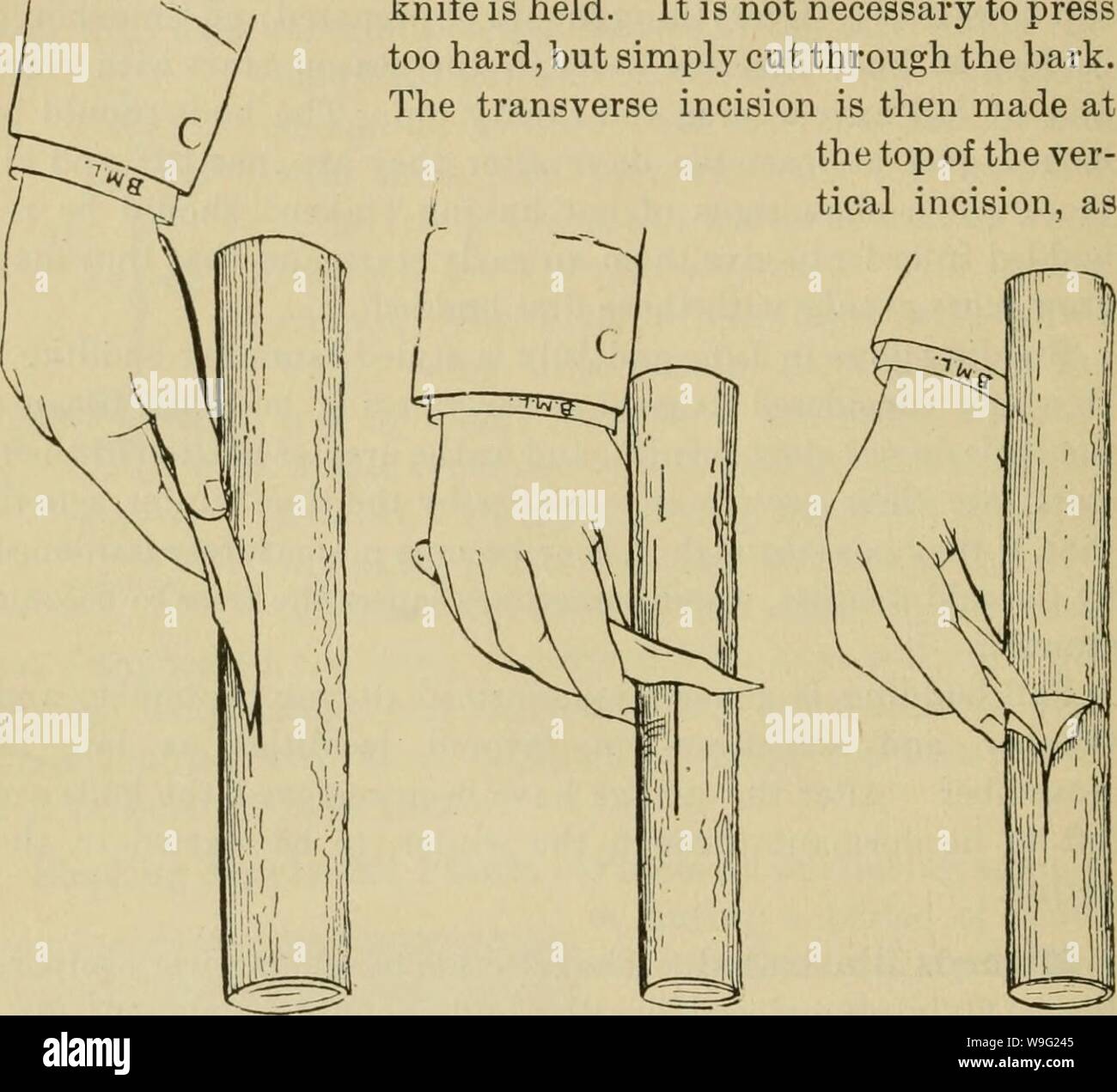 Image d'archive à partir de la page 95 de la culture des agrumes dans la région. La culture des agrumes en Californie cultureofcitrusi00lelo Année : 1902 ( 92 CONSEIL D'ÉTAT DE L'HORTICULTURE. pared pour bourgeonner par la suppression de l'ensemble de la croissance à environ 8 ou 10 pouces du sol, ou à la hauteur qu'ils sont à être fleuri, afin de ne pas interférer avec les hommes. Le citron doit être greffé à une hauteur telle que son union avec le stock sera au-dessus de la ligne de l'irrigation et de l'humidité en découlant. Cette garde le citron contre les maladies. La première opération consiste à faire une incision verticale dans l'écorce, comme le montre la Fig. Banque D'Images