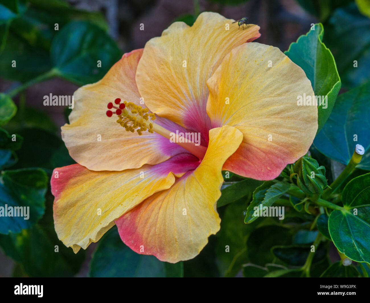 Fleurs d'Hibiscus Banque D'Images