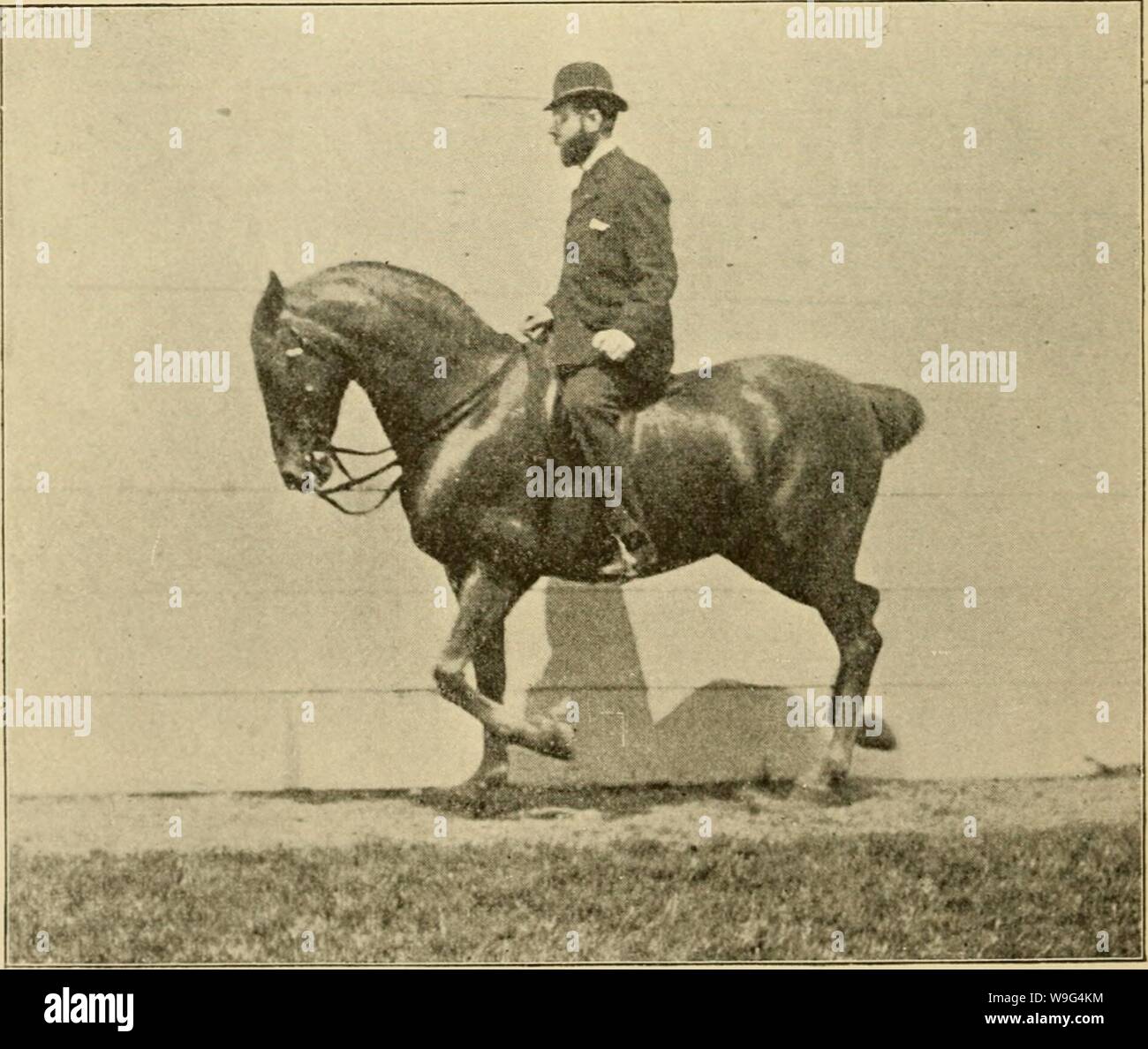 Image d'archive à partir de la page 109 de trottoir, snaffle et stimuler . Trottoir, snaffle et stimuler : une méthode de formation de jeunes chevaux pour la cavalerie, et pour une utilisation générale sous la selle curbsnafflespu00ande Année : 1894 ( chapitre V. L'UNION SANS les rênes. Avec chaque cavalier il y a peut-être occa- sions lorsqu'il sera important que son bridle-main doit être libre, et qu'il devrait être de l'UNION EUROPÉENNE SANS rênes. Banque D'Images
