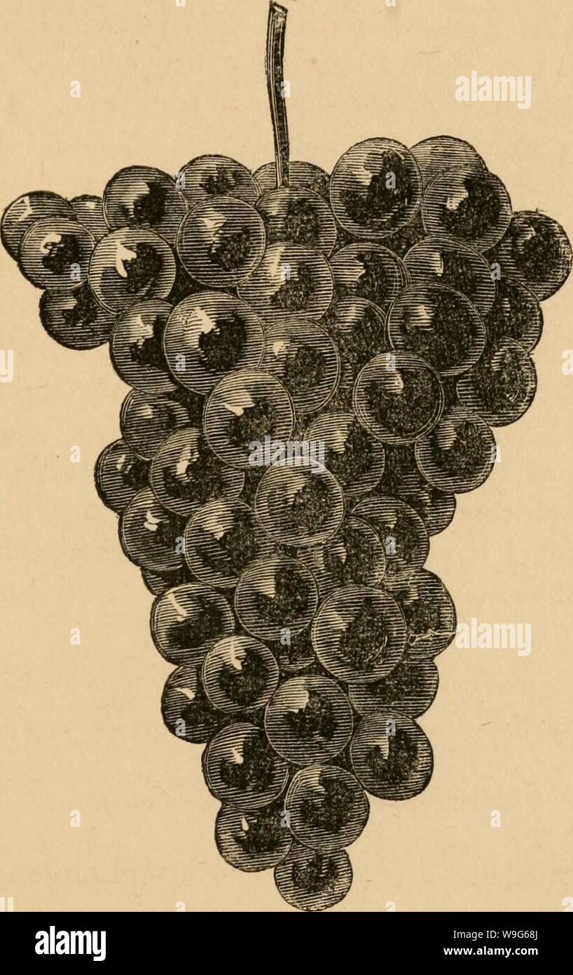 Image d'archive à partir de la page 120 de la culture de l'indigène. La culture du raisin indigènes cultivationofnat01husm Année : 1866 ( Fig. 27. Creveling. - des baies de diamètre. 117 Banque D'Images