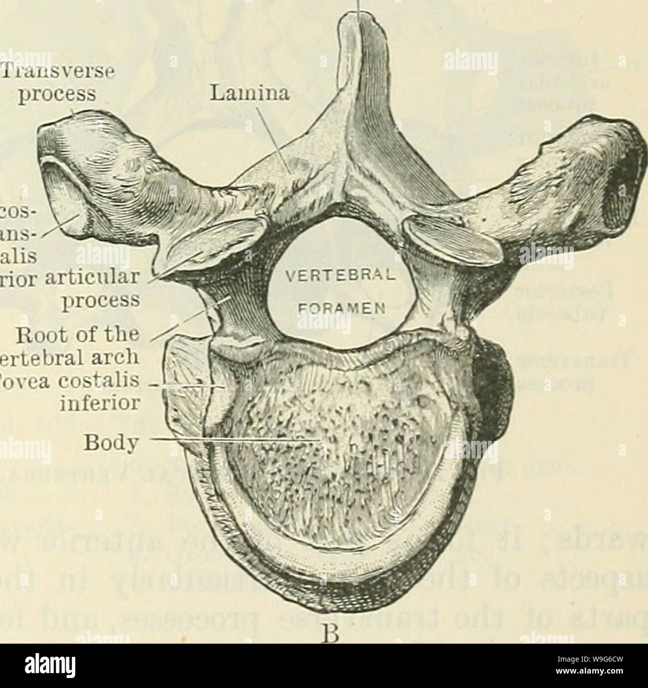 Image d'archive à partir de la page 122 de Cunningham's Text-book d'anatomie (1914). Cunningham's Text-book d'anatomie cunninghamstextb00cunn Année : 1914 ( apophyse épineuse, tandis que d'autres sont jointes et d'aider à unir articulaire les différentes vertèbres ensemble au moyen d'une série d'articulations mobiles. Les racines de l'arcs vertébraux pédicules (O.T.) sont les barres d'os qui passent de la face dorsale du corps des vertèbres de chaque côté pour les points où les processus articulaires sont unis à l'arche. Ces racines sont comprimé latéralement, et ont rassemblé les frontières supérieure et inférieure. Depuis le Banque D'Images