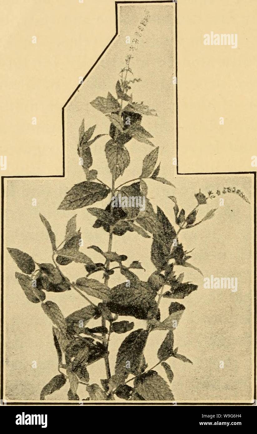 Image d'archive à partir de la page 123 d'herbes culinaires ; leur culture, récolte,. Herbes culinaires ; leur culture, récolte, séchage et utilise des culinaryherbsthe00kain Année : 1912 ( IO6 Herbes culinaires hautement estimé pendant de nombreux siècles. Dans les sept commission- siècle John Gerarde a écrit à ce sujet que "la smelle rejoyceth le cœur de l'homme.' En- action, il a été si universellement estimé qu'il est à l'état sauvage dans presque tous les pays de civilisation qui- Menthe, meilleur ami de l'agneau rôti est prolongée. Il a été connu comme une évasion de American gardens pendant environ 200 ans, et est parfois tr Banque D'Images