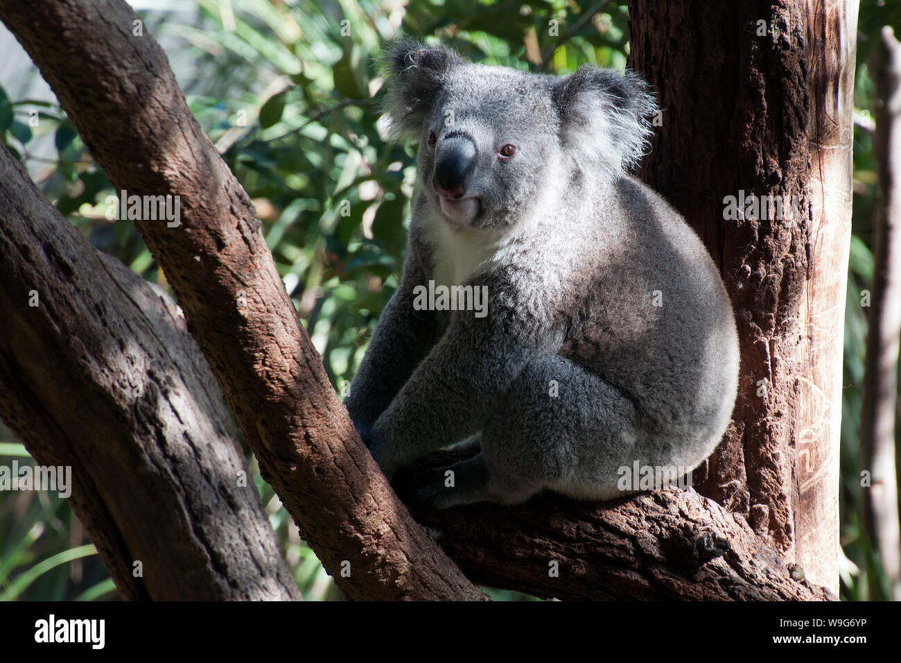 Sedentaire Banque D Image Et Photos Alamy