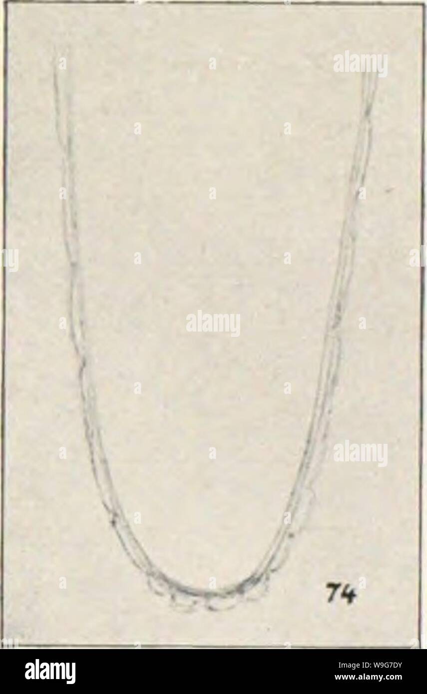 Image d'archive à partir de la page 130 de l'Os les moustiques pas de Pará Reunião. Os les moustiques pas de Pará. Reunião de quatro trabalhos sobre os moustiques indigenas, principalmente que especies que molestam o homen CUbiodiversity1124668 Année : 1905 ( Fig. 93. - Parle de terminal dois dos uni um de pAlos de ovo, augniento microscópico Mansonia titillans mais forte. Un cstructura- especifi ca da ovulaire pellicula con- em 1956 elevações relative- mente rasas e e.Ktensas, como se vê pelo desenho do comme pecto- marginale. Banque D'Images