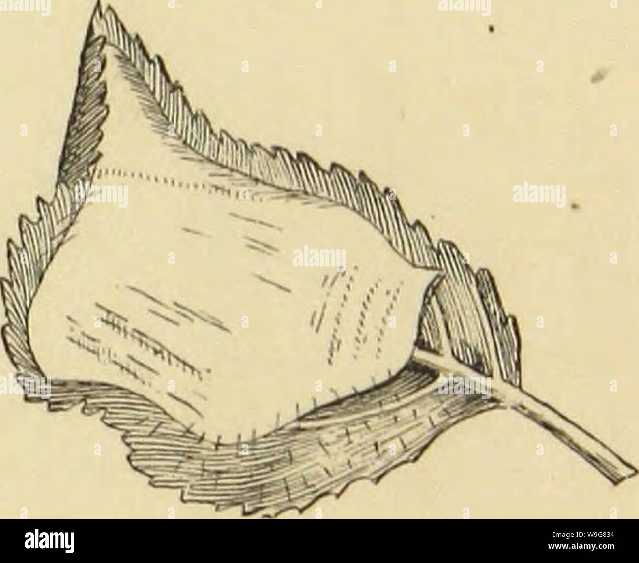 Image d'archive à partir de la page 136 de American spiders et leur rotation. American spiders et leur travail de bobinage. Une histoire naturelle de l'orbweaving spiders des États-Unis, avec une attention particulière à leurs habitudes et de l'industrie Année : 1889 CUbiodiversity1121211-9810 ( Fio. 169. Fl&lt;i. 161. Fki. 160. De Qcers croquis des nids d'Araignée Clubiona cocoon. Fio. 159. Feuilles de bouleau d'huile. Crf. 160. Le cocon de snme. FiG. 161. Sur un nid de feuilles apple. lowish au début, mais par la suite devient jaunâtre. La femelle reste en garde par ses oeufs. Le Drassus sylvcstris de cocoon est blanc, d'un shap aplati Banque D'Images