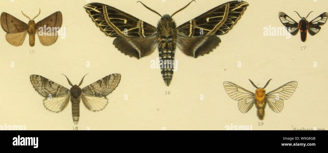 Image d'archive à partir de la page 140 de la Note sur la faune des. Note sur la faune des lépidoptères de Loja (Équateur), des descriptions d'espèces nouvelles Année : 1887 CUbiodiversity1127060 ( ym Hitiharb ntKeria imp 1,2 Lpce.helDona.. ' 8 14 Nemce disjuncta Euclea. ya-mouna.. 3 lymphasea Phraqraatol3ia. 9 Exidule cmctata . 15 Hiresapucara . 4 Odozana fifi . 10 Lobeza favilla . 16 uryglois davidiatiois-E 5 , MarsypoplioTa dissimilipeTmis anitras, h.17 Lafajana cupra . 6 CrambomorpKa auraria . Tiu-mlalensis 12 Welo 18 LiriTiniris-mec Kanica . 7 LitKosia pusa. 13 Polypaetes jipiro . 19 Pnsmoplera bro Banque D'Images