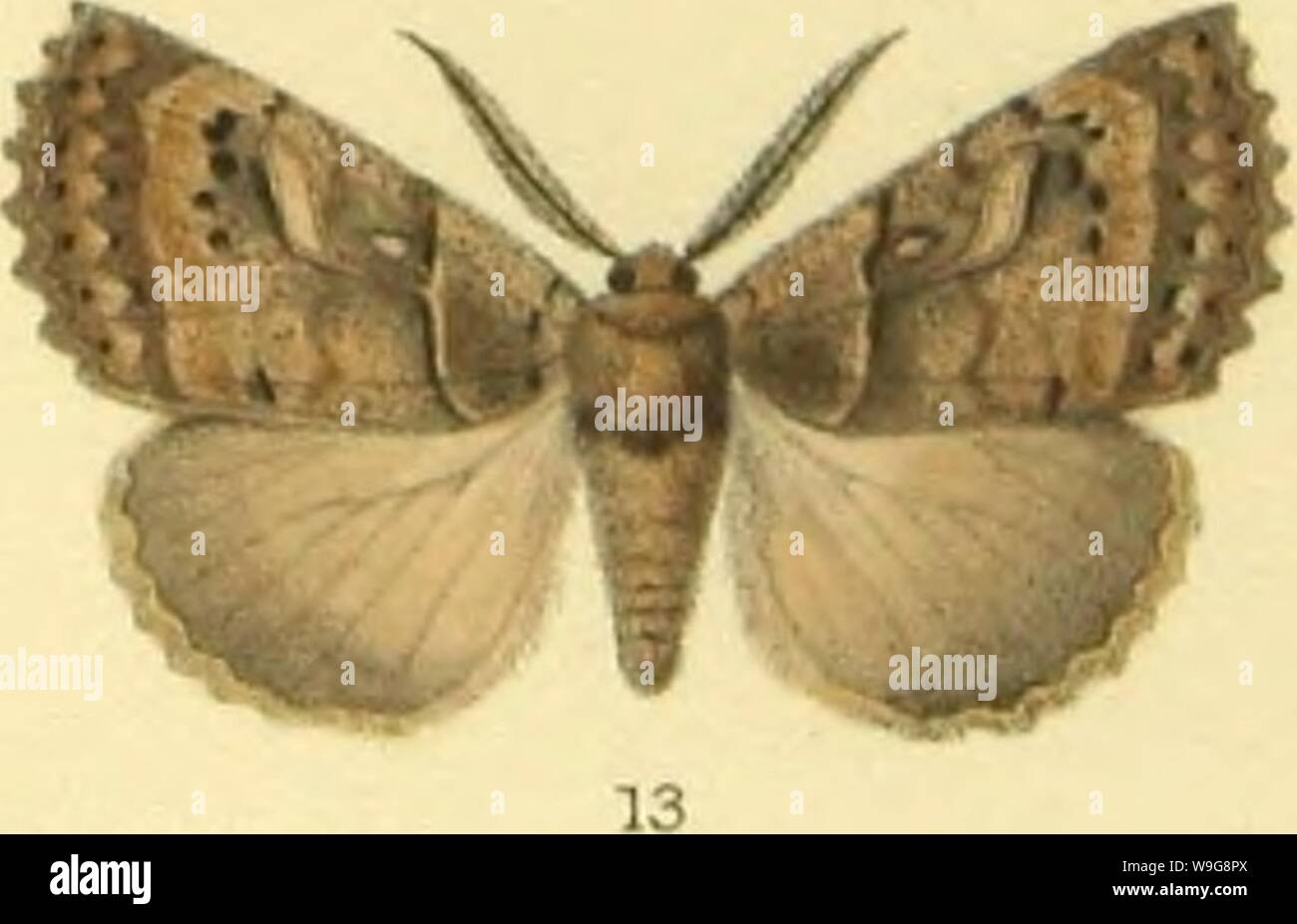 Image d'archive à partir de la page 142 de la Note sur la faune des. Note sur la faune des lépidoptères de Loja (Équateur), des descriptions d'espèces nouvelles Année : 1887 CUbiodiversity1127060 ( Purkissllh - W. ;. 1,2 lytacroiriphalTa îojanensis. 3 Gasina perseoe . 4 Hydrias pompilus . 5 )) ocyroe . HanKart ; imp 6 Hydrias victo-pïs . 11 Langsdopfia inalma-/ . 7 " globulus . Hecatera atuella 12/ f- 8 BoroceraLt-) esbeban . 13 Prionoptera serraoïdes Langsdo 9/-Tninima pfia, un Narcoea 14,14atrax 10 Asphalia omroe Banque D'Images