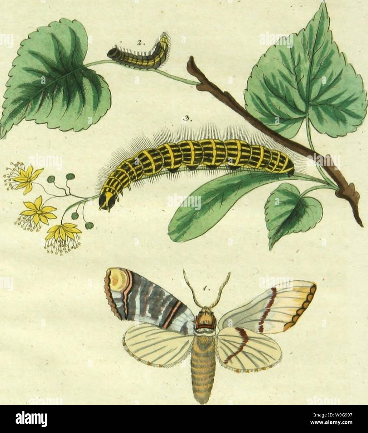 Image d'archive à partir de la page 144 de figure und Beschreibung der bekanntesten. Figure und Beschreibung der bekanntesten Schmetterlinge Deutschlands nach ihren drey Lebens-Perioden ; nebst Anweisung, wie sie zu erziehen, zu fangen, zu behandeln aufzubewaharen CUbiodiversity und sind1126849 Année : 1838 ( /- [f/Jtnjc fann&/(/une Attcflaa SßemO m£.et t5C 2.3. ZytiU&lt;Ji.tu- yAffis 4. Banque D'Images