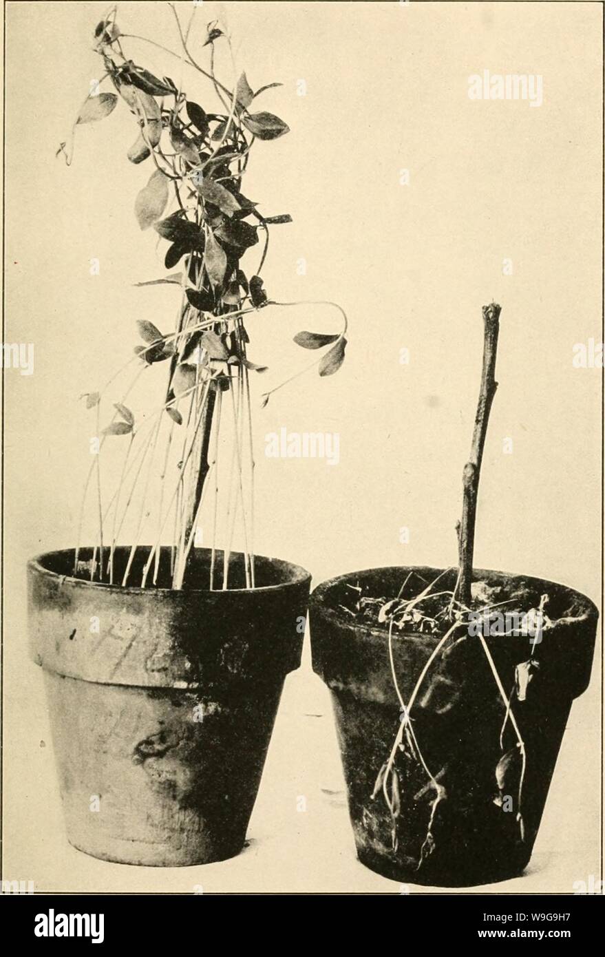 Image d'archive à partir de la page 150 de la culture et de maladies. La culture et les maladies de l'pois de culturediseaseso01taub Année : 1917 ( Fig. ii.- Fusariose ou pourriture des racines. À gauche, la plante saine ; à droite, infectés. Banque D'Images