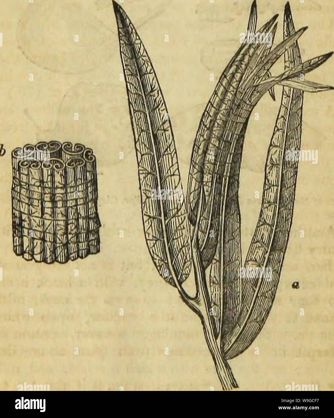 Image d'archive à partir de la page 179 de l'architecture d'insectes (1846) Banque D'Images