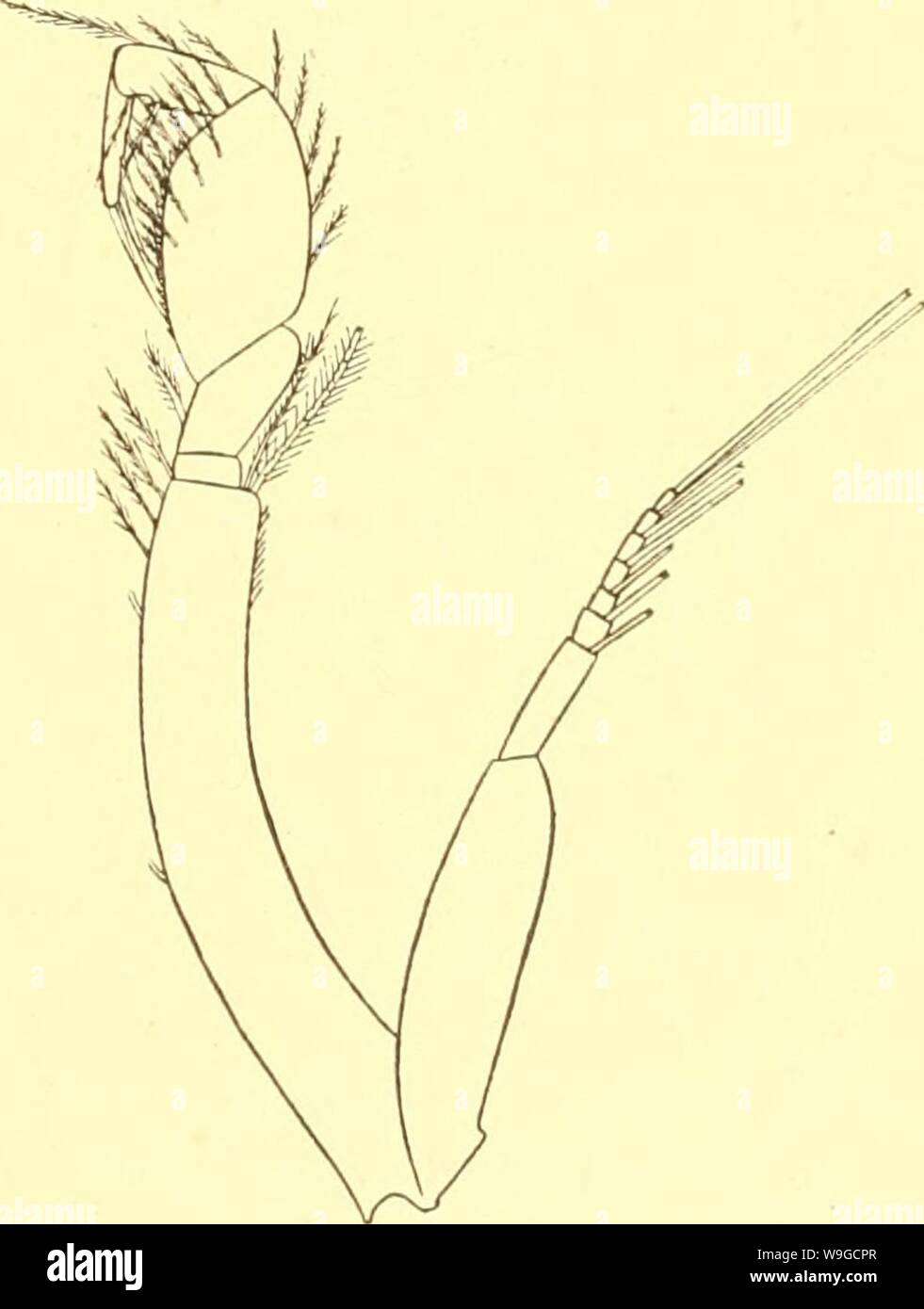 Image d'archive à partir de la page 182 de Cumacea (Sympoda) (1913). (Sympoda cumaceasympoda Cumacea)00steb Année : 1913 ( Cumacea : 20. Lampropidae, 3. Platytyphlops, 4. Bathylamprops, 21. Dicidae ir)i) ont largeur de carapace un peu inférieure à la longueur, avec dents minuscules le long de eyelobe à au-delà du milieu, avec pas de crêtes couplé à l'arrière ; telson seulement un peu plus long que le segment 6 pleon ; antenne 1 tlagellum avec principal 6- ou 7-articulé, accessoire 4 cardan ; antenne 2 Q comme dans P. peringueyi, mais, sans dent, 4 plus de deux fois plus longtemps que 3 ; peraeopods jenngveyi ; comme dans P. endopod o Banque D'Images